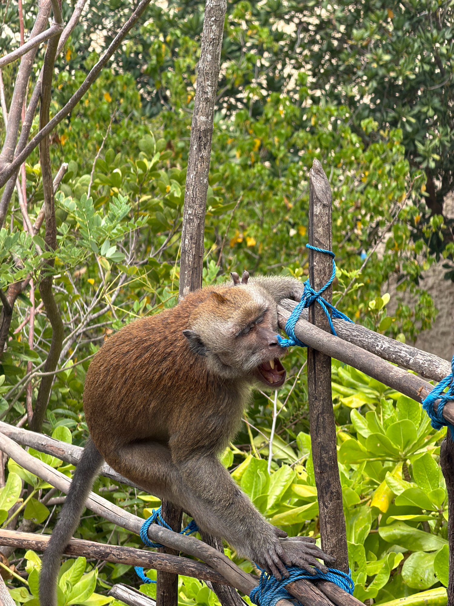 In Nusa Penida, Indonesia, a monkey with brown fur and a long tail is perched on a wooden structure in a natural environment. The monkey's mouth is open, and it appears to be biting or chewing on a piece of wood that is tied with bright blue rope. The background consists of lush green foliage. The monkey's body is partially visible, and its face is turned towards the viewer. The scene suggests a moment captured in a natural habitat.