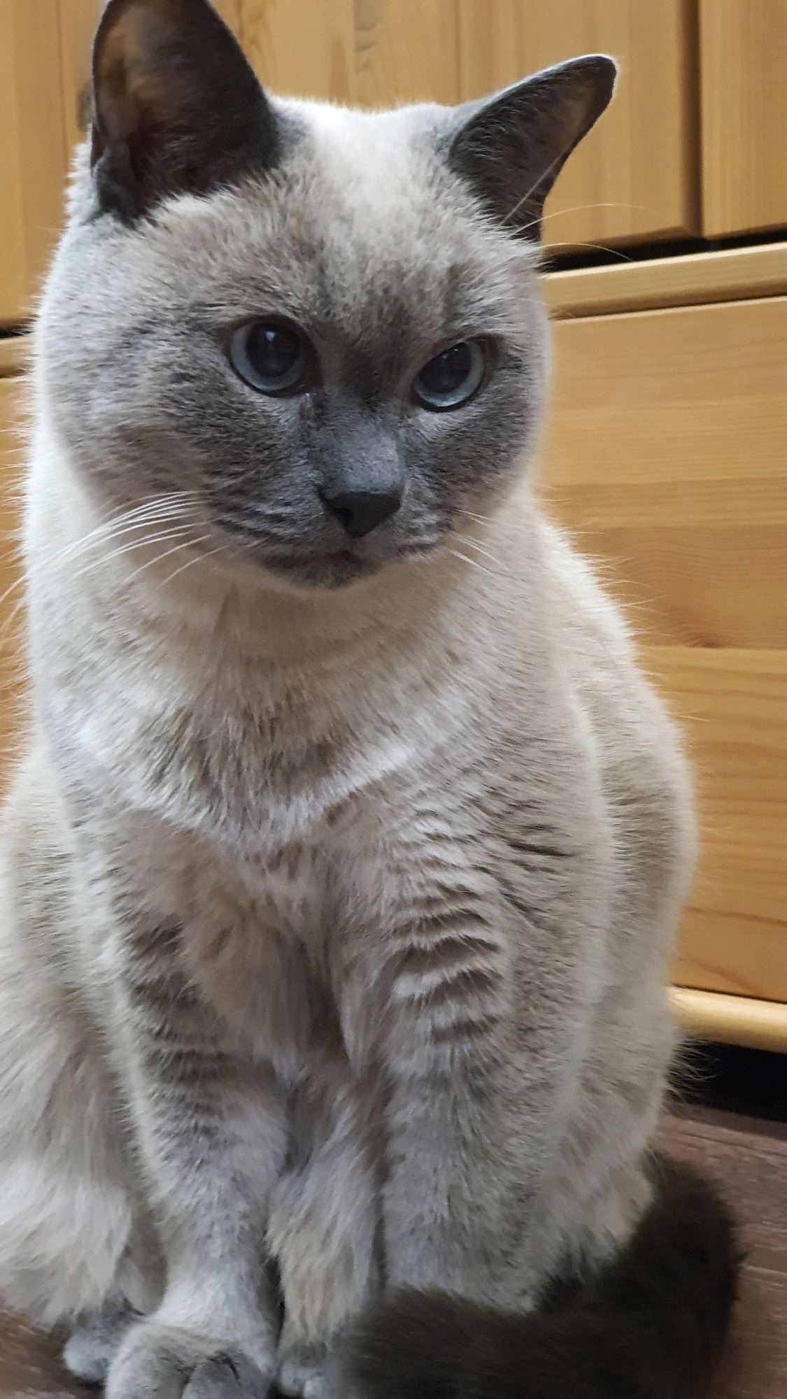 A close-up, vertical, eye-level, medium shot captures a light gray cat with dark gray points on its face, ears, and tail, sitting on a dark wooden floor. The cat has bright blue eyes and is looking slightly down and to the right. Its body is fluffy, and its paws are visible in the foreground. Behind the cat, a wooden piece of furniture, likely a dresser or cabinet, is visible with horizontal lines indicating drawers. The lighting is warm, suggesting an indoor setting, possibly in a home in the city of Krasnoyarsk, Russia.