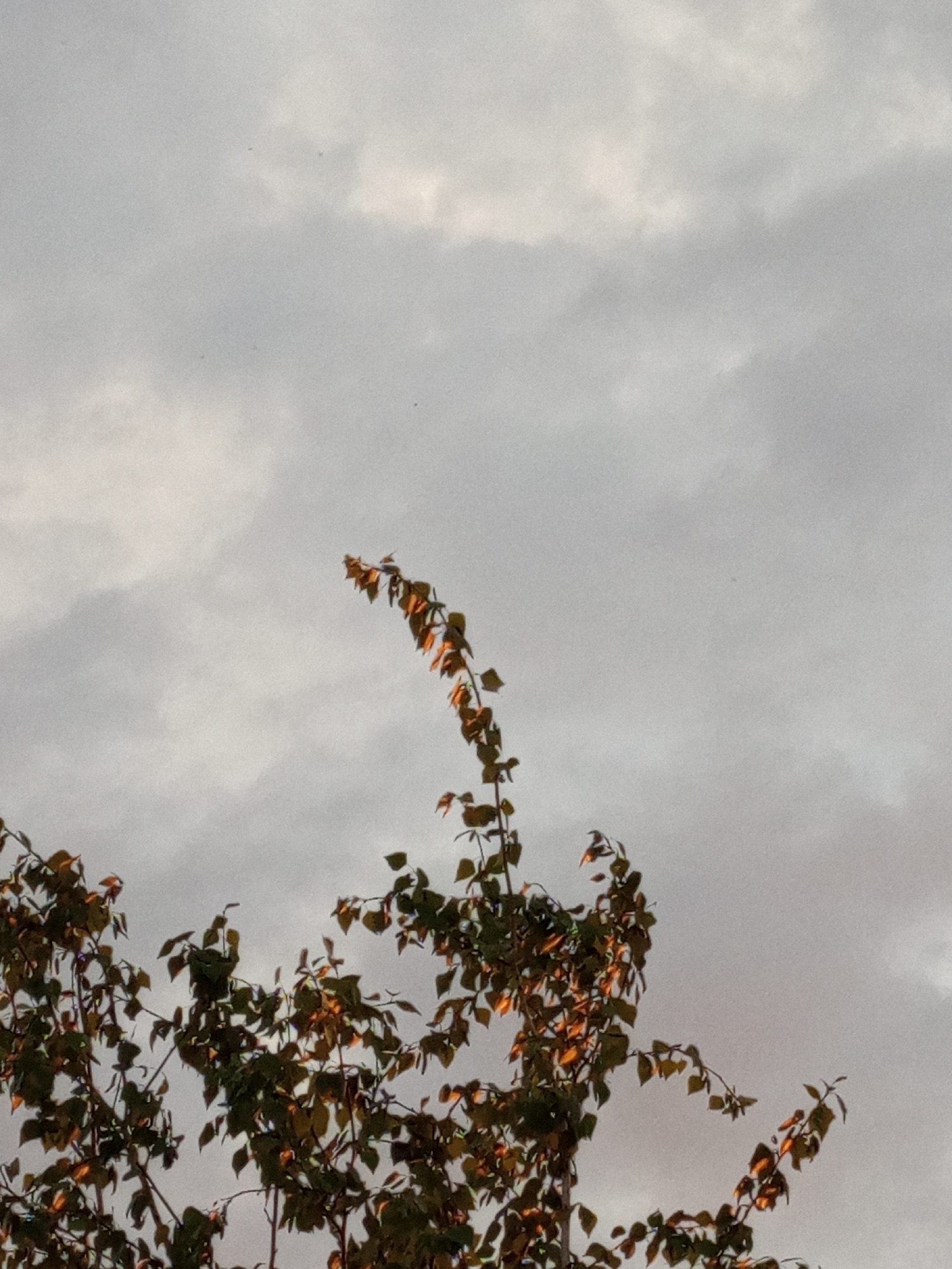 The image shows a close-up view of tree branches with leaves against a cloudy sky. The leaves are a mix of green and brown, with some areas illuminated by a warm, orange light, suggesting late afternoon or sunset. The sky is overcast with soft, diffused light. The photograph appears to have been taken in Pankrushikha, Russia, though no specific landmarks or contextual elements confirming this location are visible in the frame. There are no people, animals, or man-made objects present in the scene. The overall impression is one of natural, subdued beauty, possibly indicating an autumn setting.