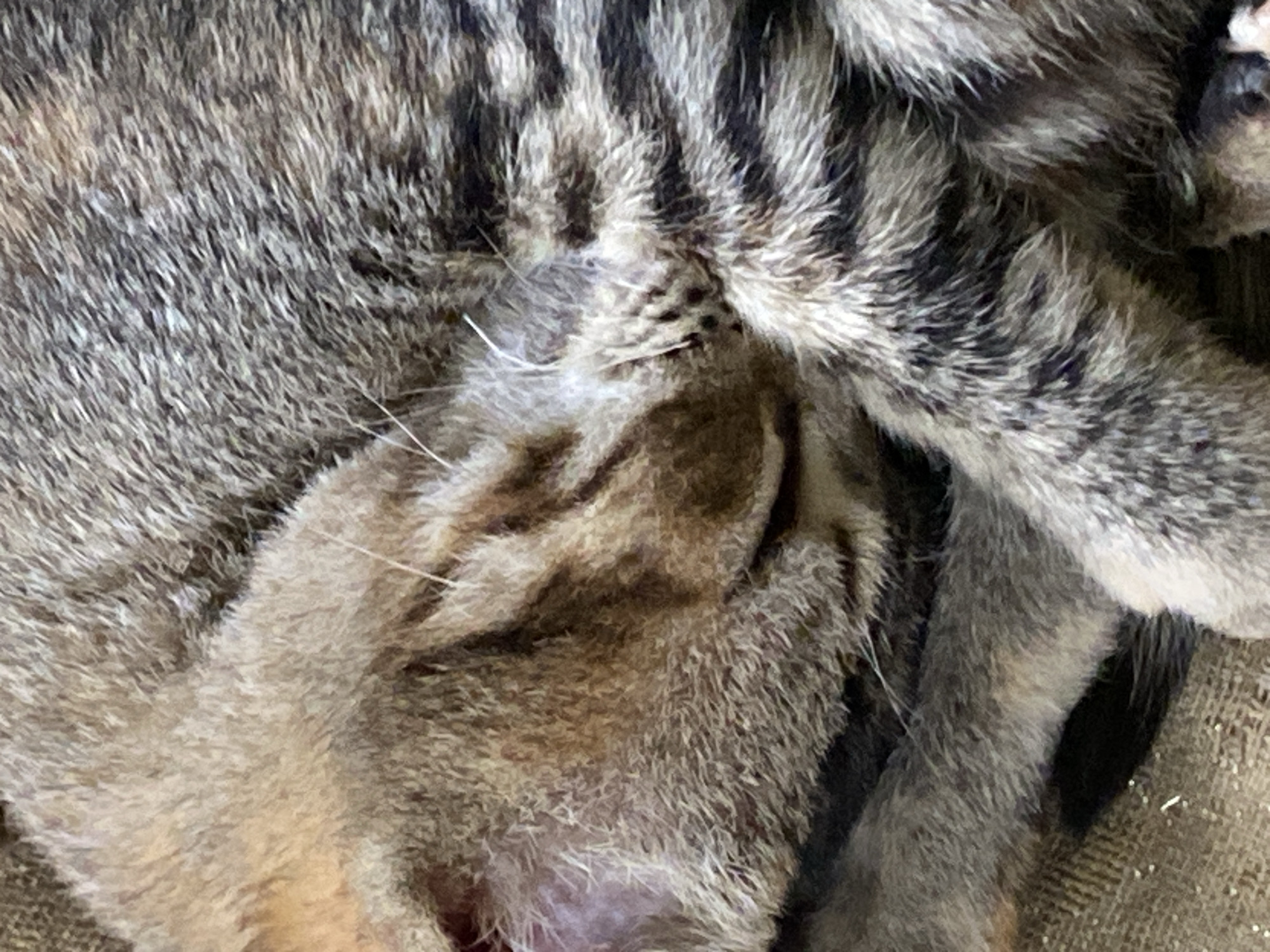 The image shows a close-up view of a tabby cat's fur. The fur is primarily gray and brown with dark stripes. Parts of the cat's leg and other body parts are visible. The image does not provide any information related to Tinaquillo, Venezuela, people, actions, or interactions. There are no other identifiable objects or environmental details.