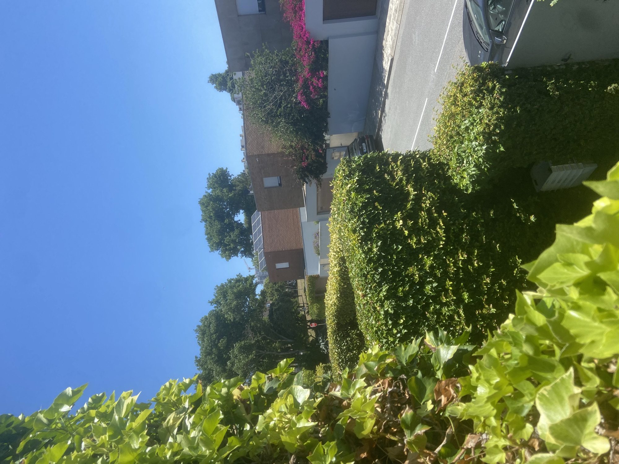 The image depicts a sunny outdoor scene, likely taken in Matosinhos, Portugal, during the daytime. The foreground is dominated by lush green ivy, with some dried brown leaves mixed in. Behind the ivy, a well-maintained hedgerow, also a vibrant green, stretches across the middle ground.
Beyond the greenery, a modern building with a brick facade and white trim is visible, featuring several windows. One section of the building is adorned with bright pink flowers, possibly bougainvillea, cascading down the wall. Solar panels are visible on a lower section of the building.
To the right of the building, a paved area resembling a driveway or parking space is present, marked with white lines. A dark-colored car is parked in this area. Further in the background, trees with full green canopies are scattered, suggesting a residential or suburban setting. The sky is a clear, bright blue, indicating fair weather. The overall impression is one of a well-kept, sunny environment. No people or specific activities are visible, and there is no discernible text in the image.