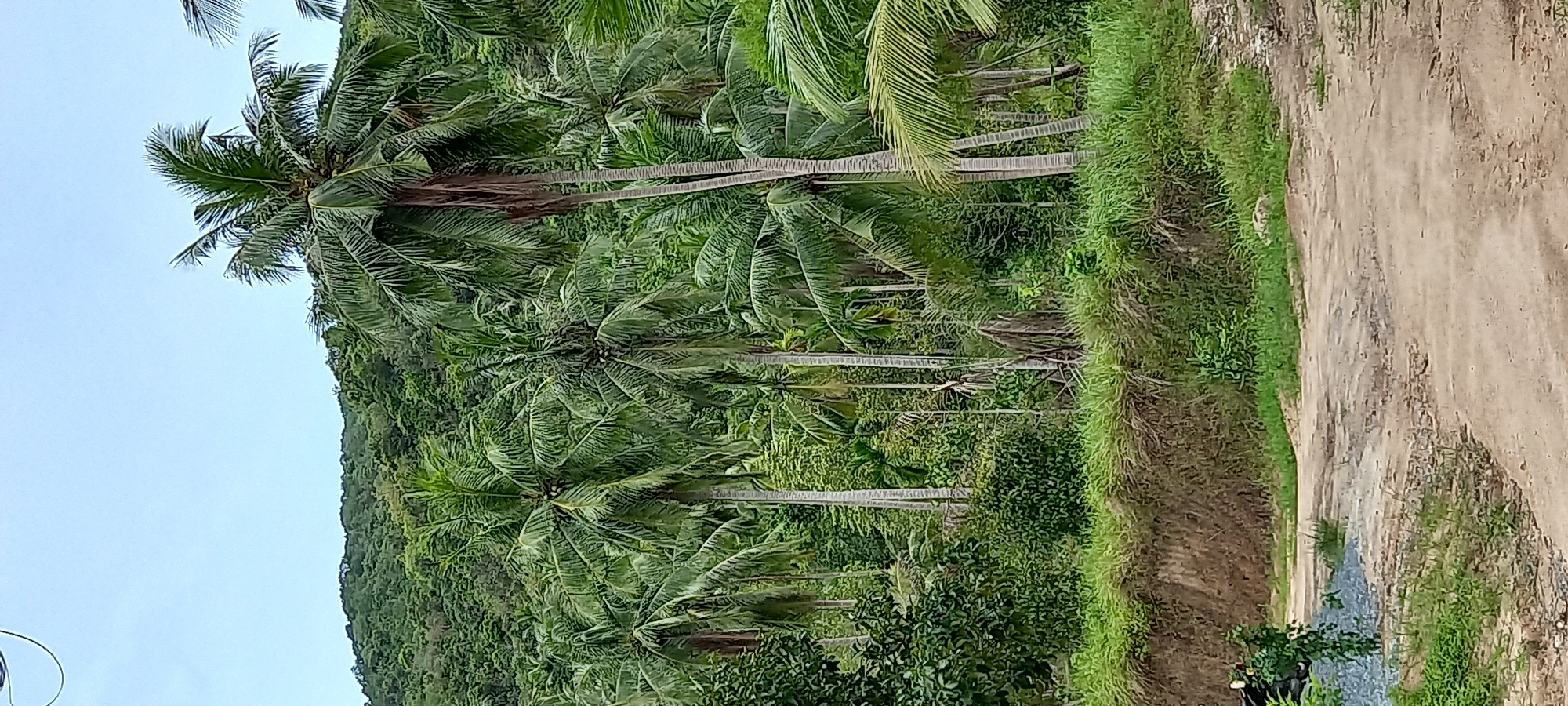 The image depicts a scene in ตำบลเกาะพะงัน, Thailand. The view features a dense row of coconut palm trees lining the side of a sandy or dirt road. The palm trees are lush with green fronds, and the road is flanked by green vegetation. The sky is visible in the background, appearing light blue. The perspective is somewhat vertical, with the road running along the right side of the image.