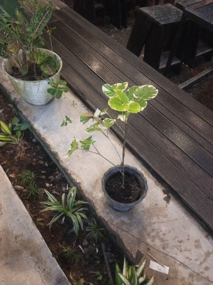 The image displays an outdoor, ground-level scene in Pontianak, Indonesia, under low light. The central focus includes two potted plants positioned on a damp, light-grey concrete surface.
On the left, a white, vertically ribbed plastic pot contains a plant with broad, variegated leaves exhibiting dark green and reddish-pink patterns. Thin stems with small, ovate green leaves trail from this pot onto the concrete. To its right, a dark grey, fluted plastic pot holds a young plant with an upright stem and prominently variegated leaves, featuring light green centers and irregular white margins.
Adjacent to the concrete, on the lower left, a narrow strip of dark soil is visible, containing several small, green, spiky plants and a cluster of strap-leaved plants with green and white variegation. A small, crumpled white paper fragment is present on the concrete near the bottom right.
In the upper right portion of the background, a dark brown, horizontally slatted wooden surface, appearing damp or reflective, extends diagonally. Beyond this surface, indistinct dark shapes consistent with outdoor seating or tables are visible. No individuals or direct actions are depicted. The environment suggests a garden or outdoor patio area.