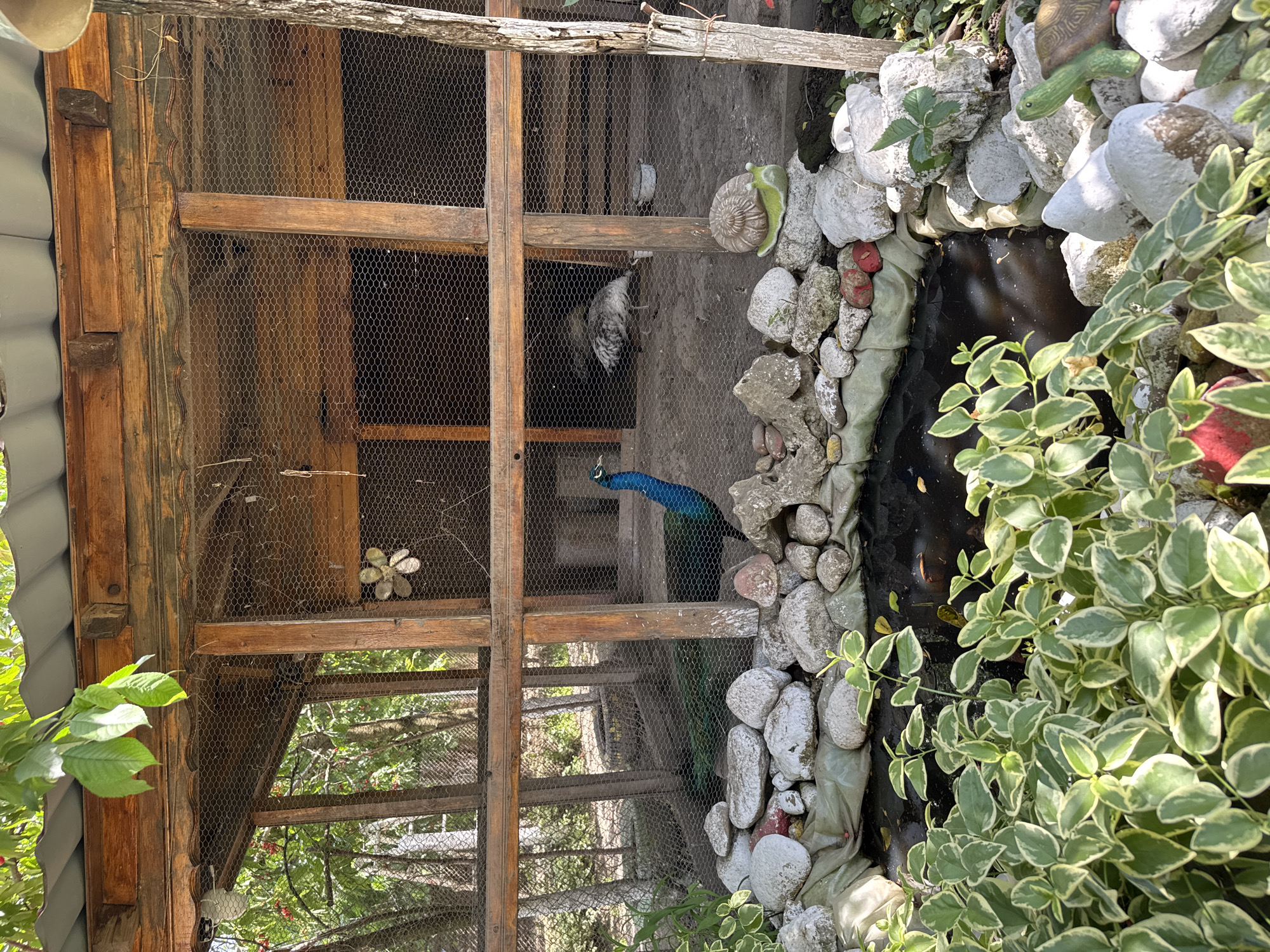 The image shows a wooden cage with a wire mesh enclosure, containing a peacock and other birds. The cage is positioned next to a small, dark pond lined with rocks and surrounded by plants with green and white leaves. The scene is possibly located outdoors in a garden or yard. There is no evidence to confirm the location is in the city of Butan, Bulgaria.