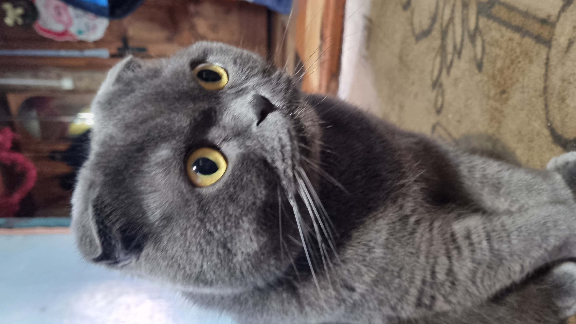 A close-up, indoor photograph shows a gray Scottish Fold cat with yellow eyes. The cat is seated and looking to the right. The background is blurred, but appears to be a domestic setting with wooden doors and possibly some hanging objects. The lighting is dim. The image was taken in Vysokoe, Russia.
