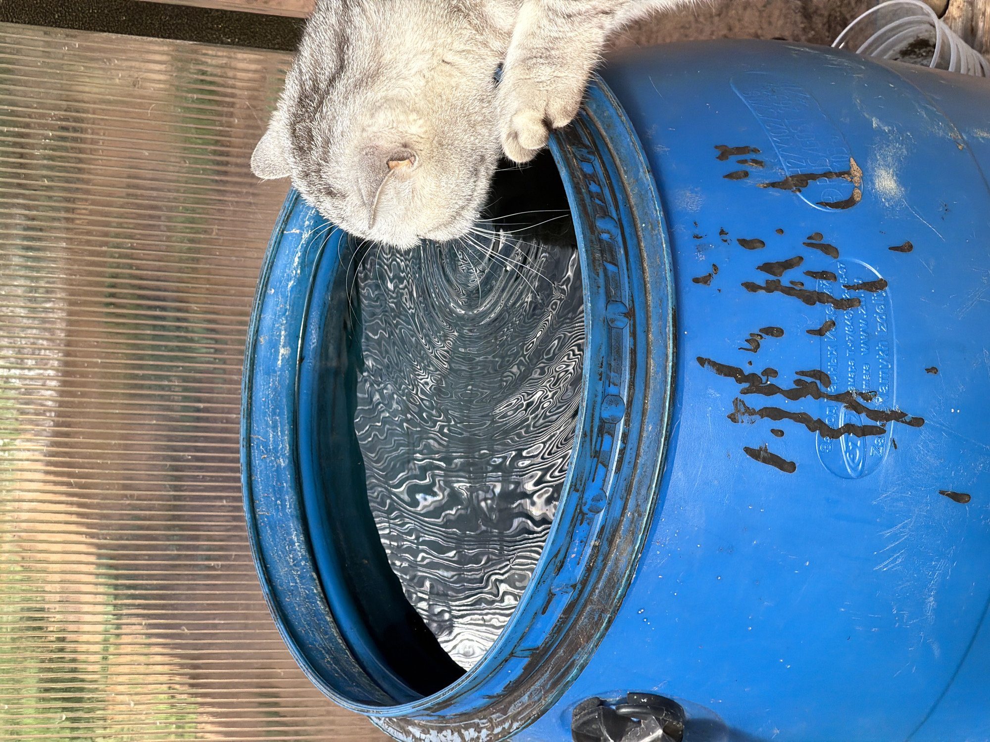 A grey tabby cat with folded ears is pictured outdoors, reaching its head towards the surface of the water in a large, blue plastic barrel. The barrel is filled with water that displays a rippled pattern, suggesting movement. The cat's right paw is resting on the rim of the barrel. The background consists of a translucent, ridged wall, possibly from a greenhouse or similar structure, and sunlight is filtering through it. The barrel has some dark stains and scuff marks on its exterior. The scene is likely located in the city of Chaikovsky, Russia, given the context.