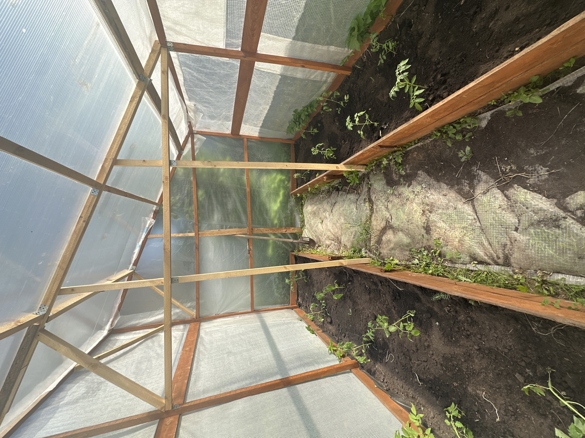 The image depicts the interior of a small greenhouse, possibly located in Nizhny Novgorod, Russia, given the request. The greenhouse is constructed with a wooden frame and covered with a combination of translucent plastic sheeting and netting. Inside the greenhouse, two raised garden beds run along the sides, filled with dark soil and planted with young tomato plants. A spade lies next to one of the beds. A white mesh covers the space between the beds. The overall impression is of a small, privately-owned greenhouse used for cultivating vegetables.