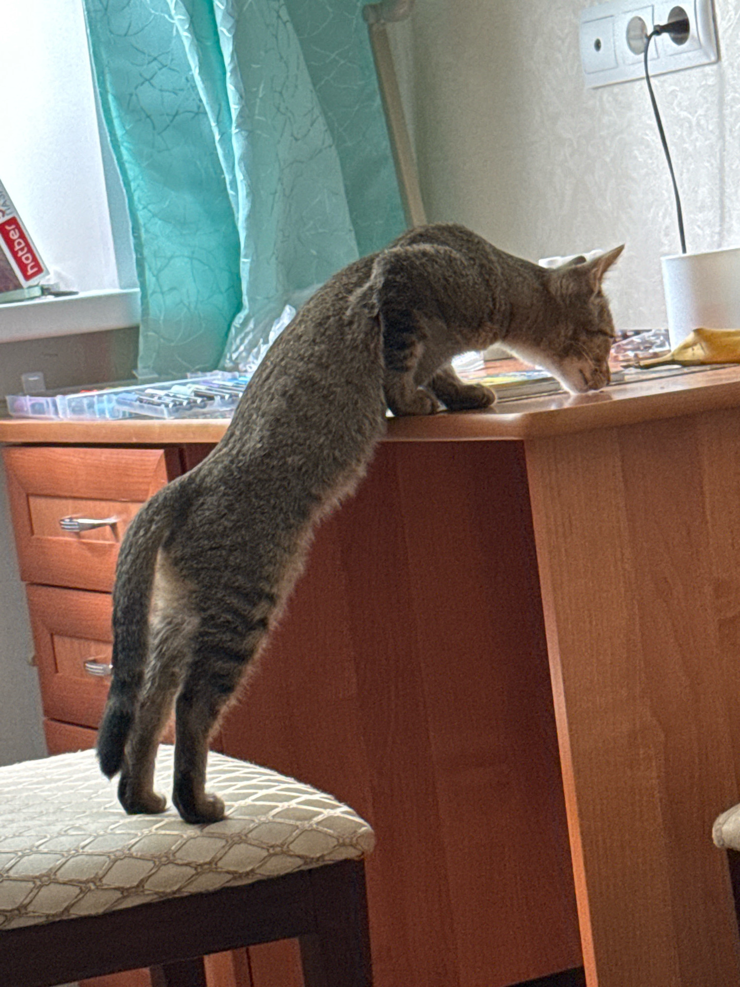 A tabby cat is in a room, on top of a chair, with its front paws on a wooden desk. The desk has drawers and appears to be in a home or office setting. The cat is positioned on the desk, looking down at something. In the background, there is a window with a turquoise curtain, and a wall with electrical outlets. The scene suggests an indoor environment, possibly a room in Zavolzhye, Russia, given the provided context of the city.