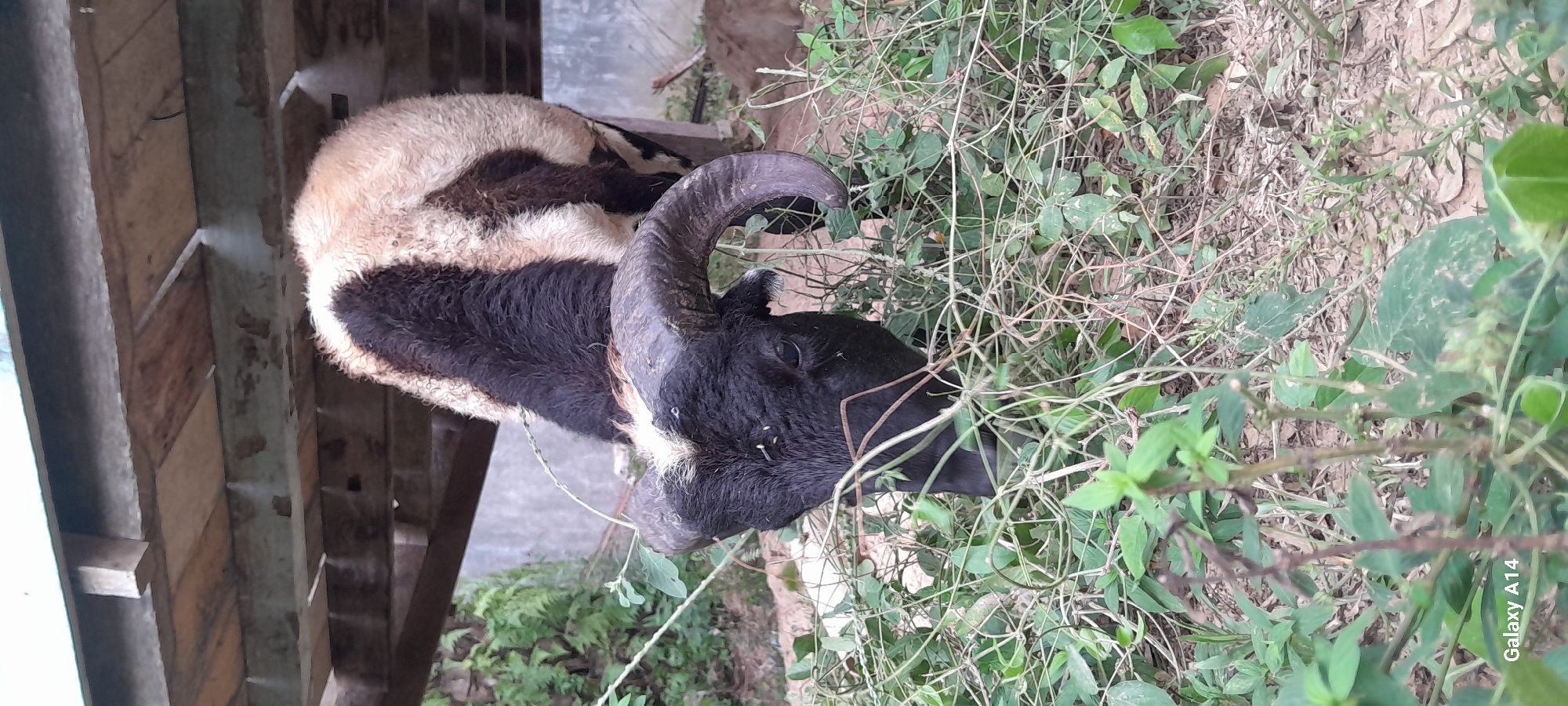An adult sheep with black and white woolly fur is grazing on green foliage under a wooden structure. The sheep has large, curved horns and is positioned in the center of the frame. The background consists of dirt, dried leaves, and some green vegetation, with a concrete wall visible further back. A portion of the wooden structure, composed of planks and beams, is visible at the top of the image. The scene is set outdoors, likely in a rural or farm environment. The "Galaxy A14" watermark in the bottom left corner indicates the image was taken with a Samsung Galaxy A14 smartphone.
