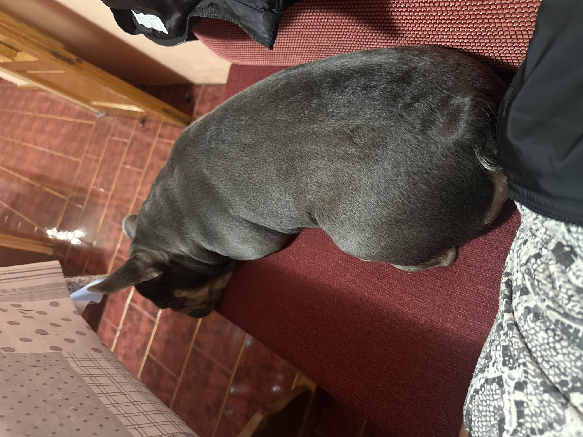 A dark gray-colored French bulldog is resting on a dark red upholstered chair. The dog is positioned near a person wearing a black and white patterned garment. Adjacent to the chair is a table covered with a white and gray patterned tablecloth. The room has red tile flooring and wooden furniture.