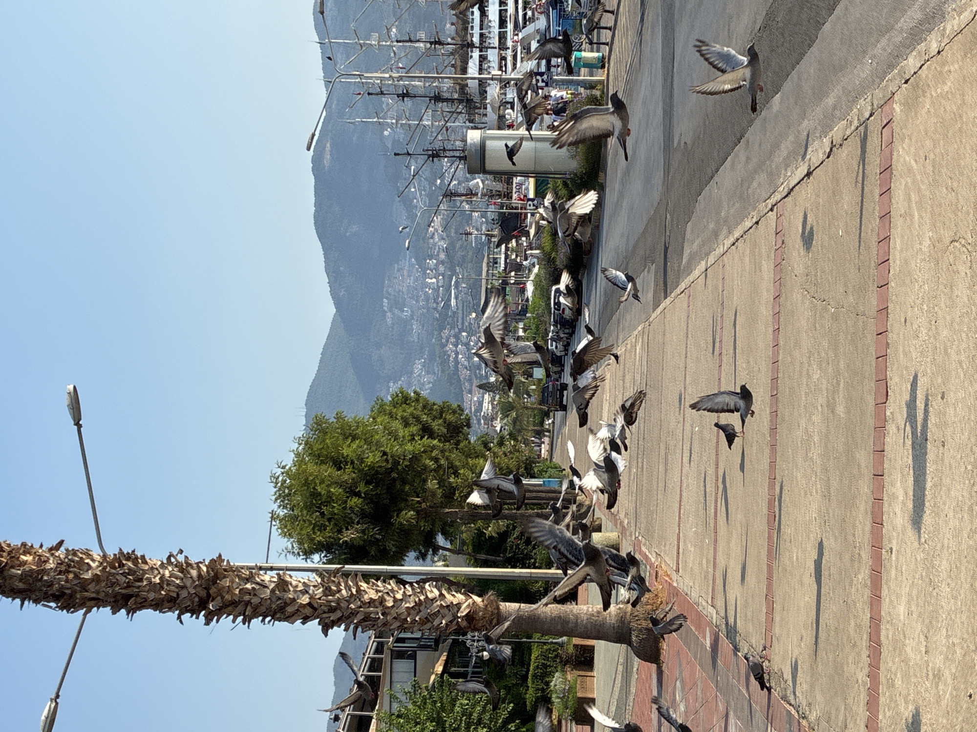 The image captures a lively scene in Alanya, Turkey, likely along the waterfront or a bustling street adjacent to it. A prominent, textured palm tree stands on the left, its rough bark creating a strong vertical element. In the foreground, a paved pedestrian walkway, bordered by red brick accents, extends into the distance. Numerous pigeons are in flight and scattered across the walkway and the adjacent asphalt road, creating a sense of dynamic movement.
Beyond the walkway, an asphalt road is visible with parked cars and some pedestrians. In the background, a line of buildings, possibly hotels or residences, is nestled against the backdrop of lush green trees and distant, hazy mountains that are characteristic of Alanya's landscape. Further in the distance, several large sailing vessels with tall masts are docked, suggesting the presence of a harbor or marina. The sky is a clear, bright blue, indicating a sunny day. Streetlights are visible along the pathway and road, and a trash receptacle is present on the right side of the image.