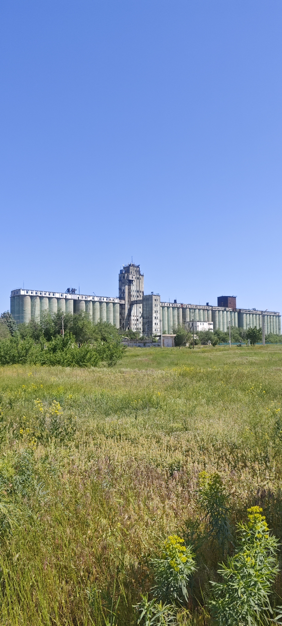 The image presents a rural landscape under a clear blue sky. In the foreground, there is a field of dense grasses and various low-lying plants, some with yellow flowers. The midground is marked by scattered trees and shrubs, partially obscuring the base of a large industrial complex in the background. This complex consists of a series of tall, cylindrical grain silos painted in a pale green color, interconnected by a central tower structure. The complex appears to be a grain elevator. The scene is located in the city of Dubovskoye, Russia. There are no people visible in the image.
