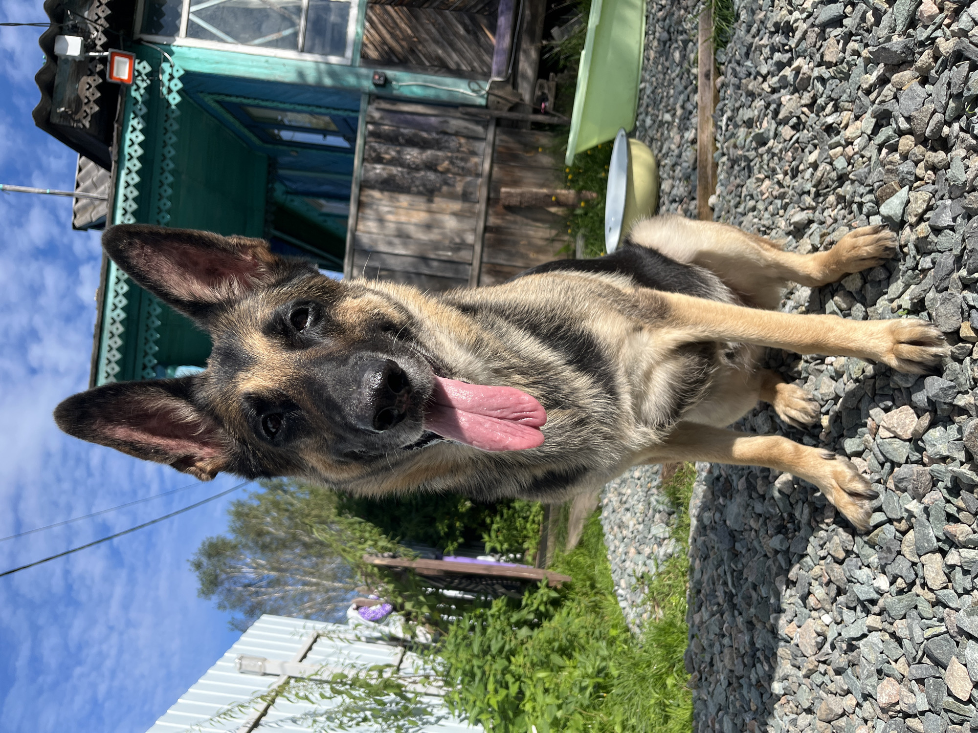 A German Shepherd dog is sitting on a gravel ground in front of a wooden building. The dog is facing the camera with its tongue sticking out. The building has a teal-colored trim and wooden siding. There is a white fence and green bushes to the left of the building. The sky is blue with some clouds. The scene appears to be in a rural or suburban setting, possibly in Nizhny Tagil, Russia, given the style of the building.
