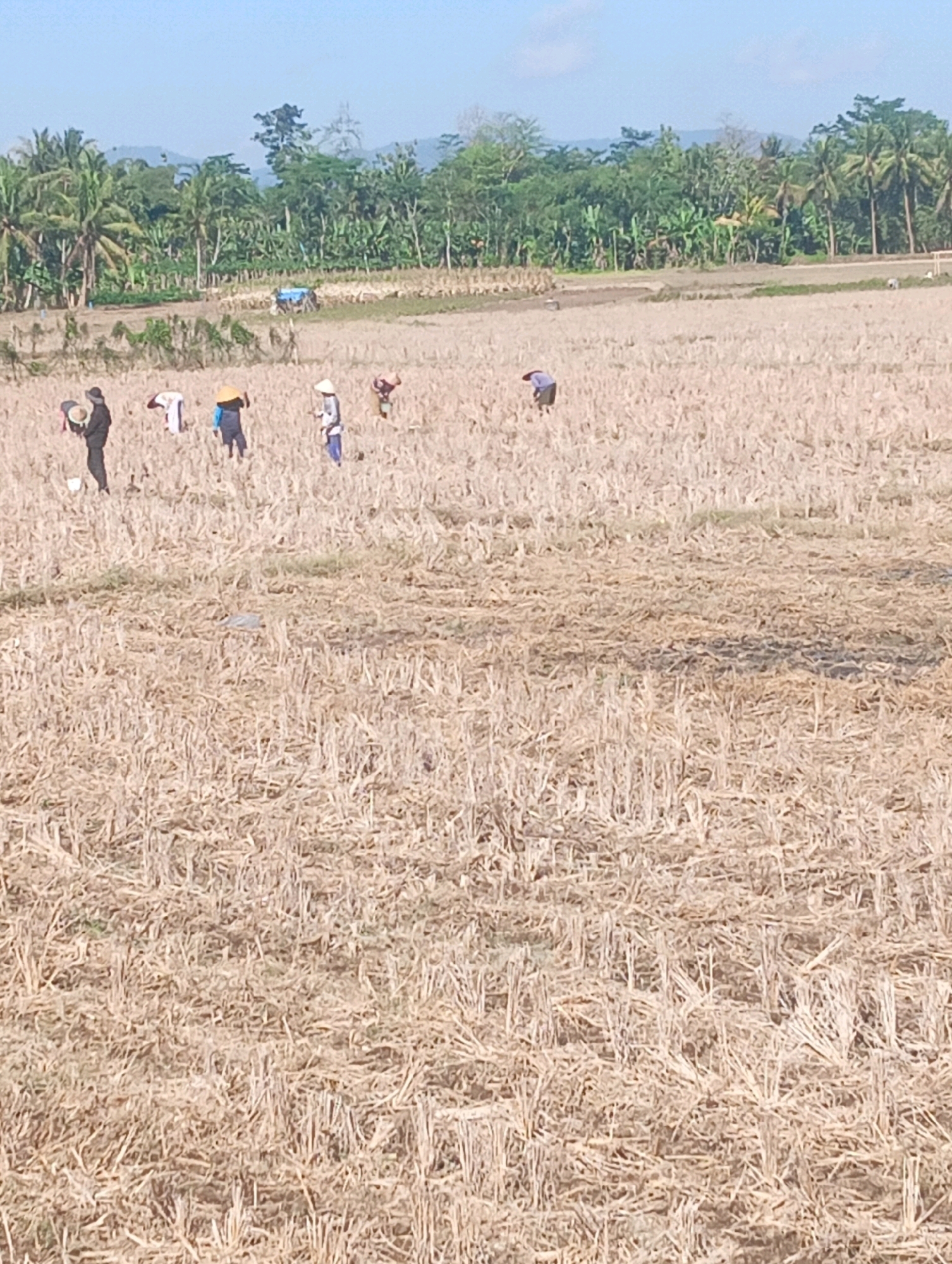 In a dry, harvested rice field in Sokaraja Wetan, Indonesia, several individuals are engaged in post-harvest activities under a clear sky. The field is covered in stubble from the harvested rice crop. In the mid-ground, a group of people are spread out, some wearing traditional conical hats. One person on the left is wearing dark clothing and appears to be holding a basket. Another individual is wearing a blue shirt and white pants, and further to the right, another person is wearing a white conical hat and blue pants. In the background, a line of lush green trees and palm trees forms the edge of the field, with rolling hills visible in the distance. A faint blue structure, possibly a tarp or shed, is visible behind the trees. The overall scene depicts agricultural work in a rural Indonesian setting.