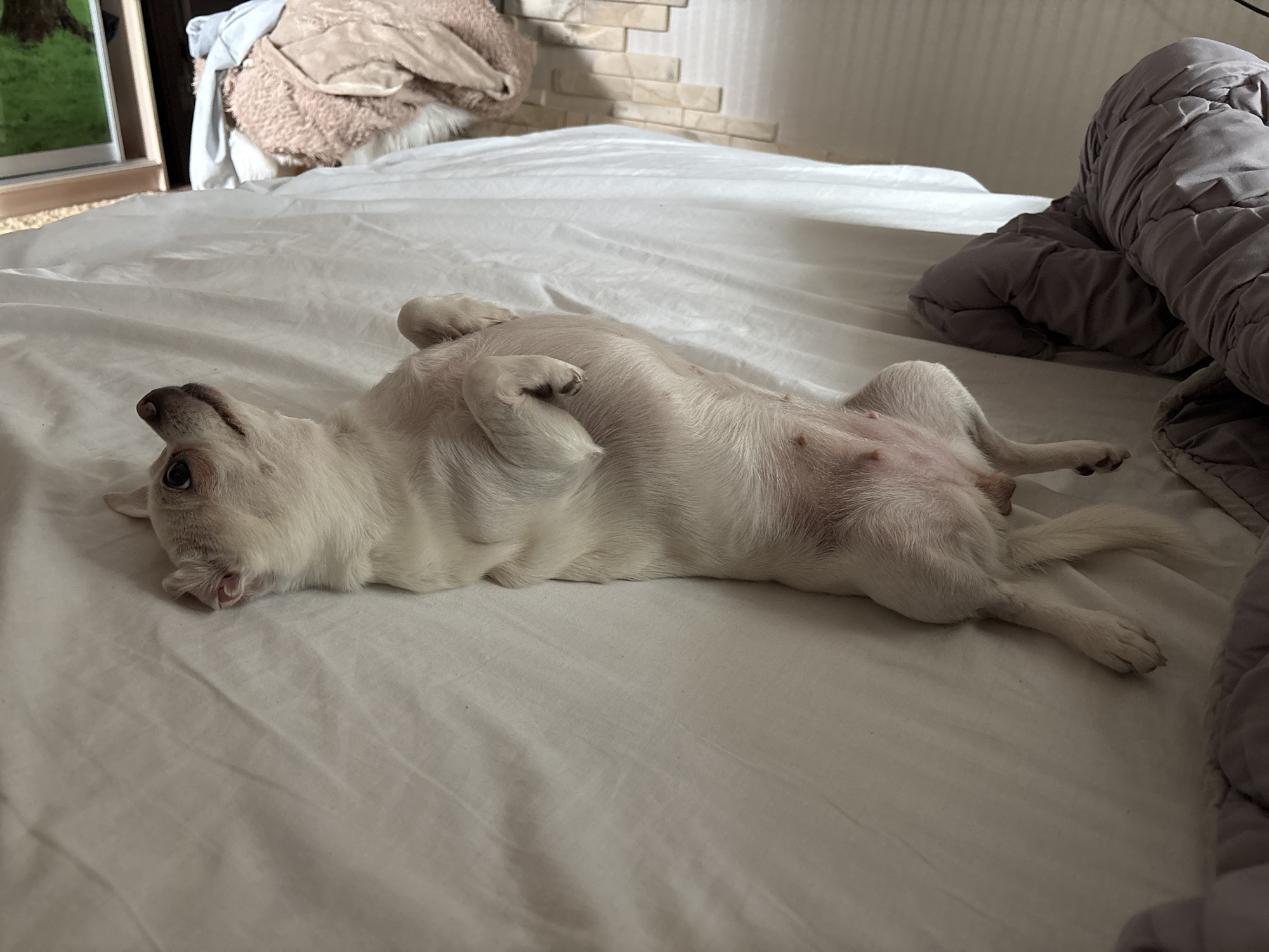 A small, white dog with light brown markings is lying on its back on a white-sheeted bed. Its legs are splayed out, and its belly is exposed, showing nipples. The dog's head is tilted to its left, with its mouth slightly open, revealing its tongue. In the background, a crumpled light brown blanket and a gray duvet are visible on the bed. To the left, a framed object with a green interior can be seen, possibly a window or a picture. The wall behind the bed has a tiled pattern. The overall scene depicts a dog relaxing comfortably in a bedroom environment.