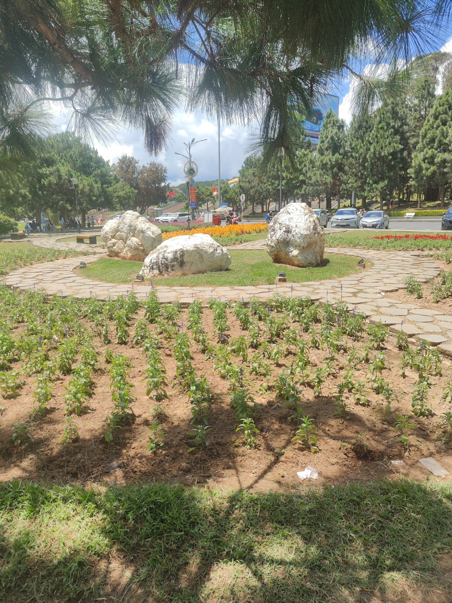 The image depicts a sun-drenched park in Da Lat, Vietnam, with a focus on a landscaped area featuring large, light-colored boulders. The boulders are arranged on a patch of grass, surrounded by a pathway made of irregular flagstones. In the foreground, rows of small green plants with purple flowers are planted in well-tended soil. The background reveals a paved road lined with parked cars and a dense arrangement of pine trees. Further in the distance, buildings and a large billboard are visible, indicating an urban setting. The scene is framed by the drooping branches and needles of pine trees, casting dappled shadows on the ground. The sky above is a mix of blue and white clouds.