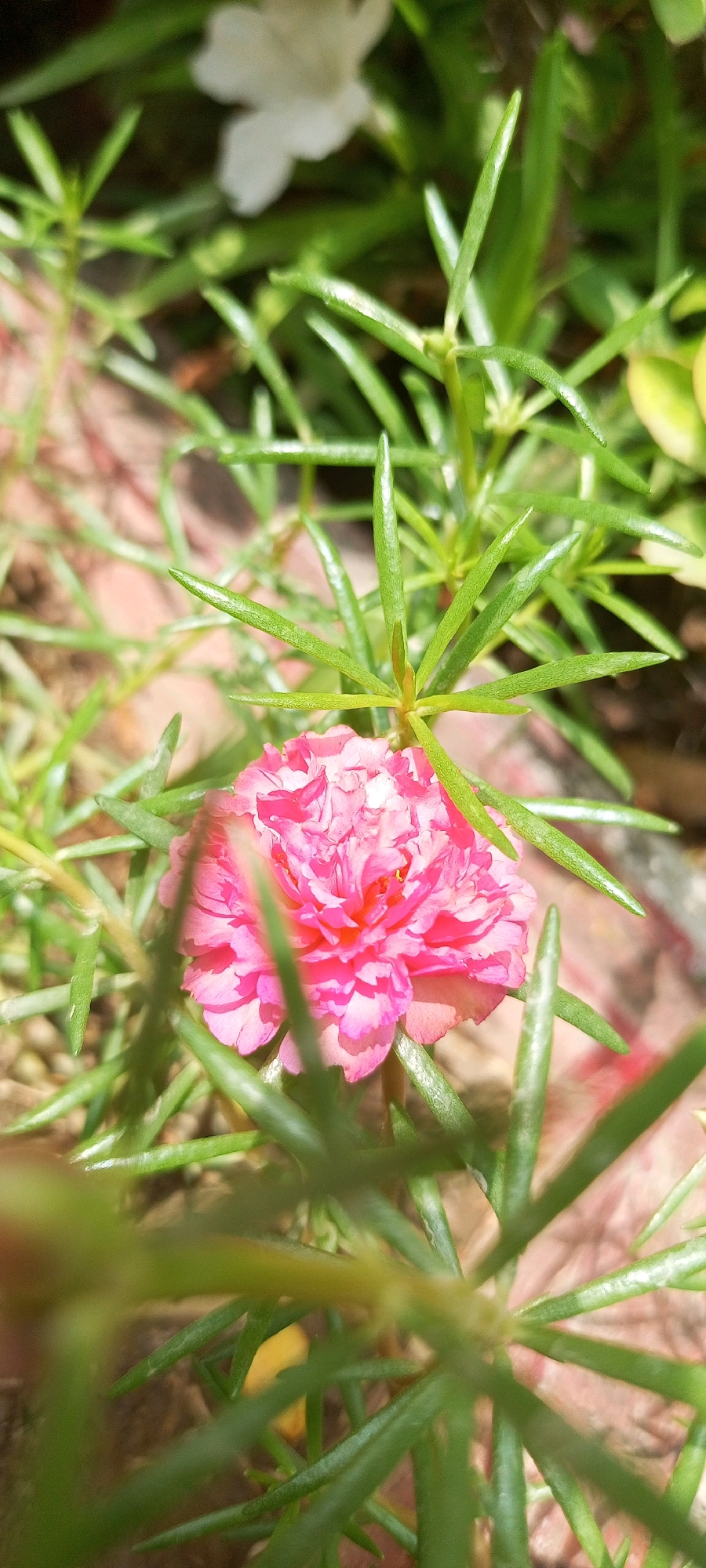 The image shows a close-up, eye-level view of a vibrant pink Portulaca grandiflora flower, commonly known as moss rose. The flower, with its layered petals, is the central subject and is partially obscured by the surrounding green, needle-like foliage of the plant. The background is softly blurred, revealing hints of reddish-brown soil and possibly another indistinct white flower. The lighting suggests it is daytime, with sunlight casting dappled shadows. The scene appears to be outdoors, in a garden or natural setting. There are no people or animals visible. The image is taken in Toru, Pakistan.