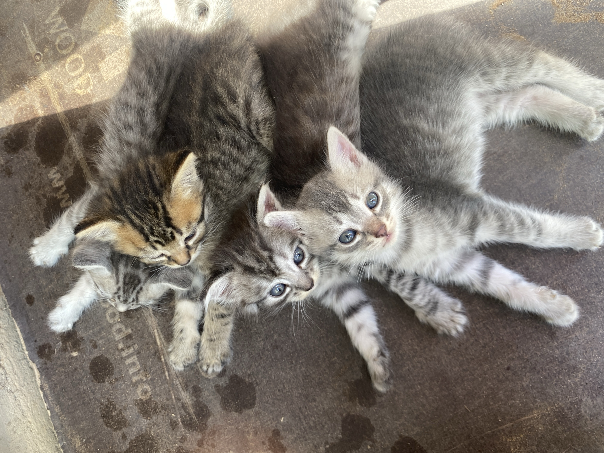 A top-down view shows a pile of four tabby kittens resting on a brown mat with a visible "WOOD" imprint. The kittens are of various shades of gray and brown tabby markings, with some appearing to be sleeping while others are looking upwards. The kittens are positioned in a cluster, with their bodies overlapping. The lighting suggests an outdoor setting, likely on a sunny day, casting shadows on the mat. There is no indication of human presence or any specific location within the city of Байқоныс ауылдық округі, Kazakhstan.