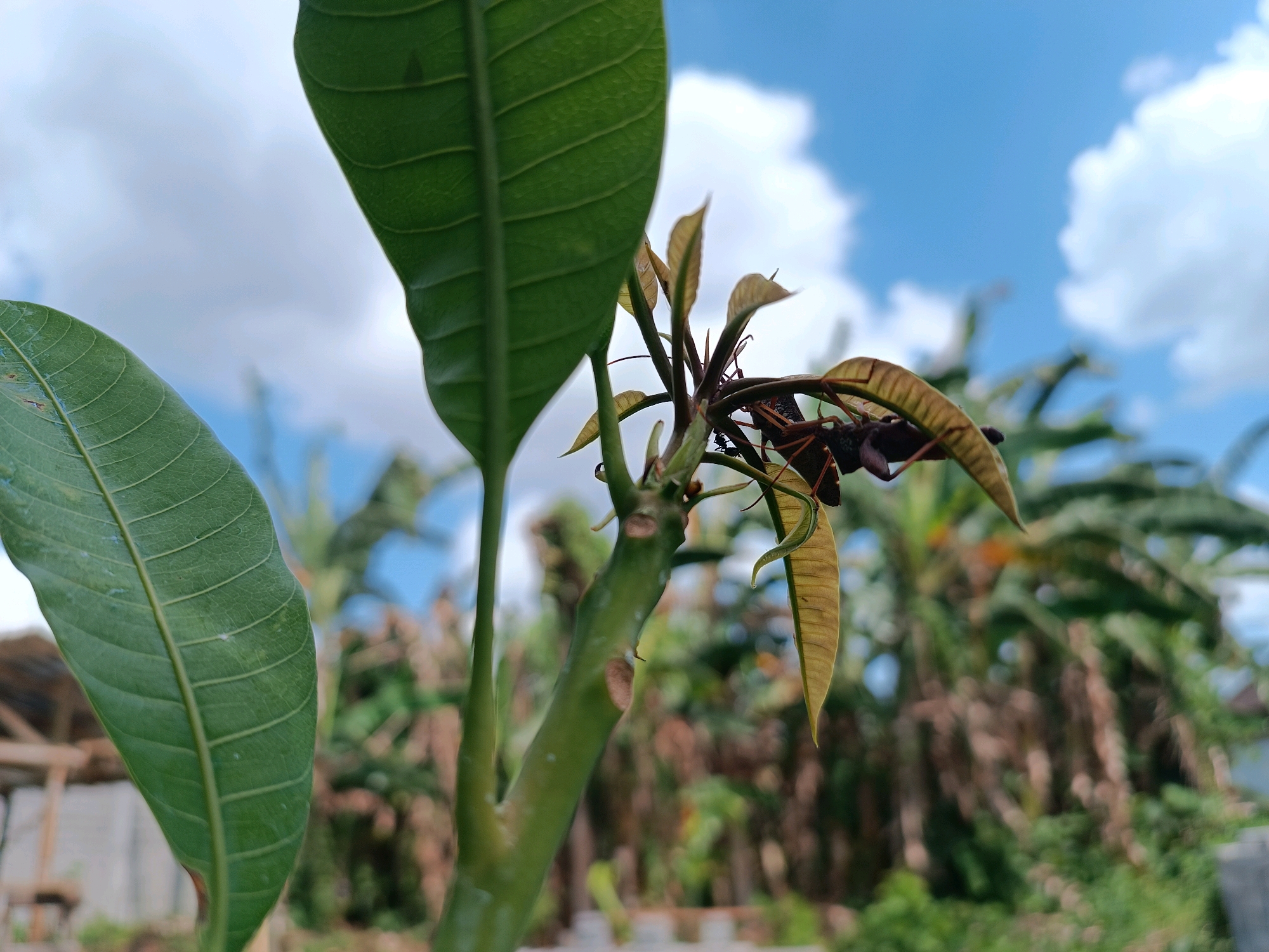The image shows a close-up view of a young mango tree branch with new leaves emerging. Several insects, appearing to be ants, are visible on the branch and among the leaves, possibly foraging or tending to something. In the background, out of focus, are lush green vegetation, palm trees, a cloudy blue sky, and what appears to be a simple structure, possibly a dwelling or shed, with a thatched roof. The scene suggests an outdoor environment in a tropical or subtropical region. This is a candid shot, likely taken in a residential or agricultural area of Tabanan, Indonesia, a region known for its mango cultivation and tropical landscape.