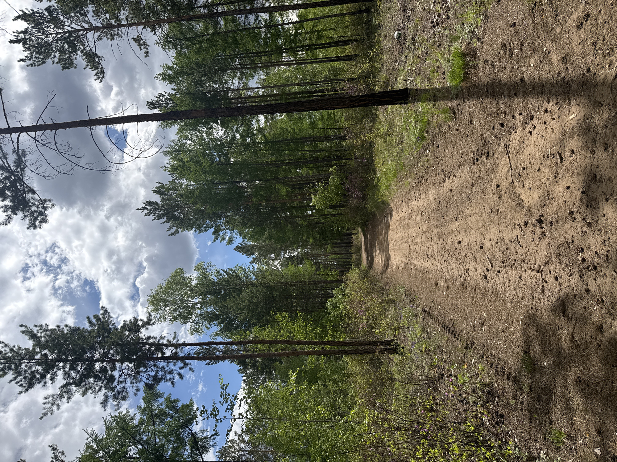A dirt path cuts through a forest under a cloudy sky. The path stretches into the distance, bordered by trees and vegetation. The trees cast long shadows onto the path. The location is unspecified, in the city of Unknown, Unknown. No people are visible.