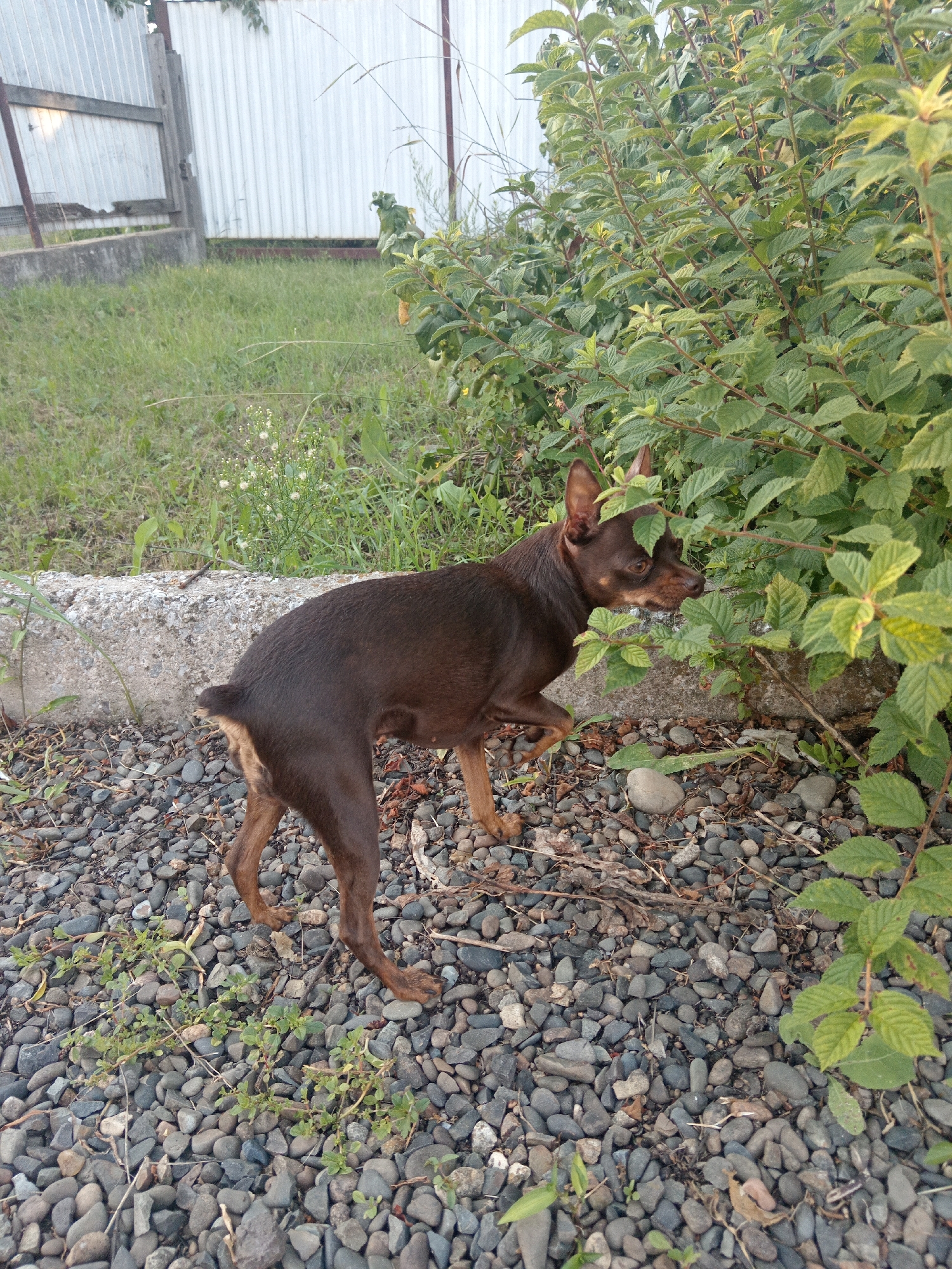 In Novopokrovka, Russia, a small, brown dog with tan markings on its legs and face is sniffing a green leafy bush. The dog is positioned on a ground covered with small, gray, and brown pebbles. Behind the dog, a concrete barrier runs horizontally. Beyond the barrier, a patch of green grass is visible, with a white metal fence in the background. The scene appears to be outdoors, in a yard or garden setting.