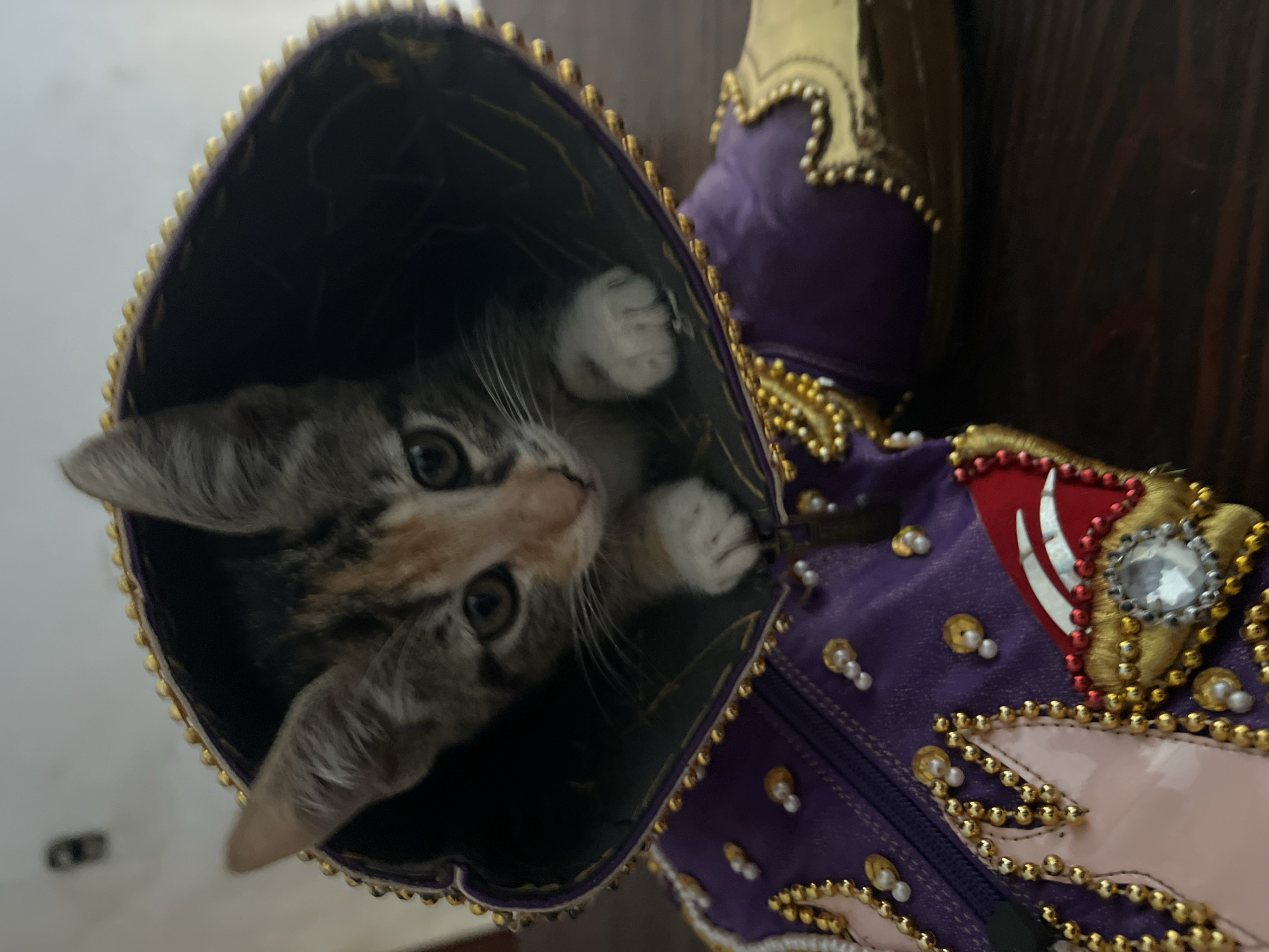 A close-up image shows a small kitten inside a decorative purple boot. The kitten is gray, white, and tan, with green eyes, and is looking upward with its paws resting on the inside of the boot. The boot is embellished with gold beading, pearls, and a rhinestone accent. The inside of the boot is dark. The location is not discernible as being in Arica, Chile, from the information in the image.