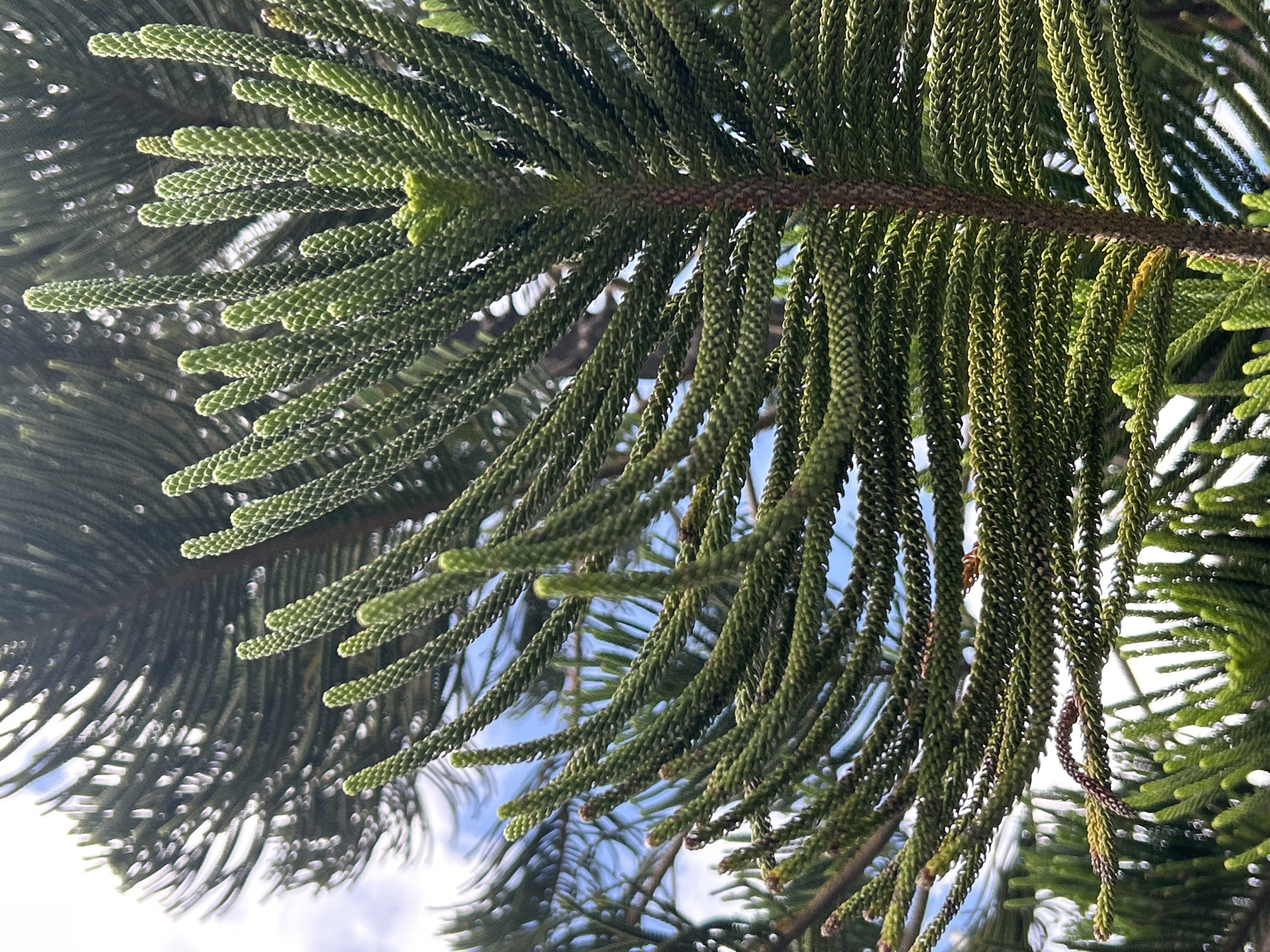 The image shows a close-up of the branches and needles of a Norfolk Island pine tree. The needles are arranged in a whorled pattern, with the younger needles at the tips being a lighter green and appearing somewhat fuzzy. The older needles are a darker green and have a more defined, scaled texture. In the background, other branches of the same tree are visible, as well as a bright blue sky with some wispy white clouds. The overall impression is of lush, green foliage against a clear sky. The image was taken in Wichit, Thailand.