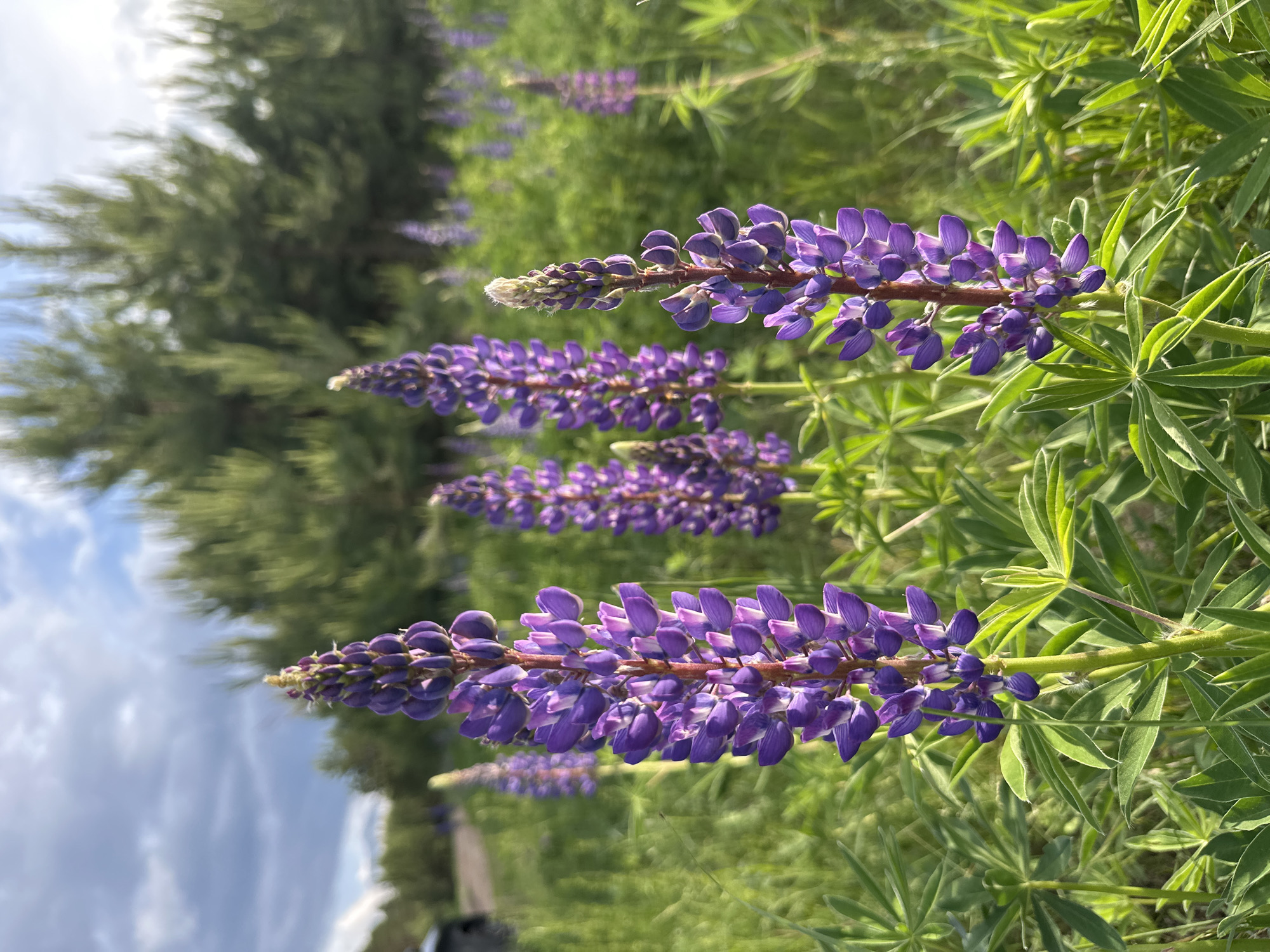 The image captures lupine flowers in the city of Chaikovsky, Russia. Several stalks of purple lupines are prominently displayed, with green foliage surrounding them. The background includes additional lupines and trees, with a glimpse of the sky.