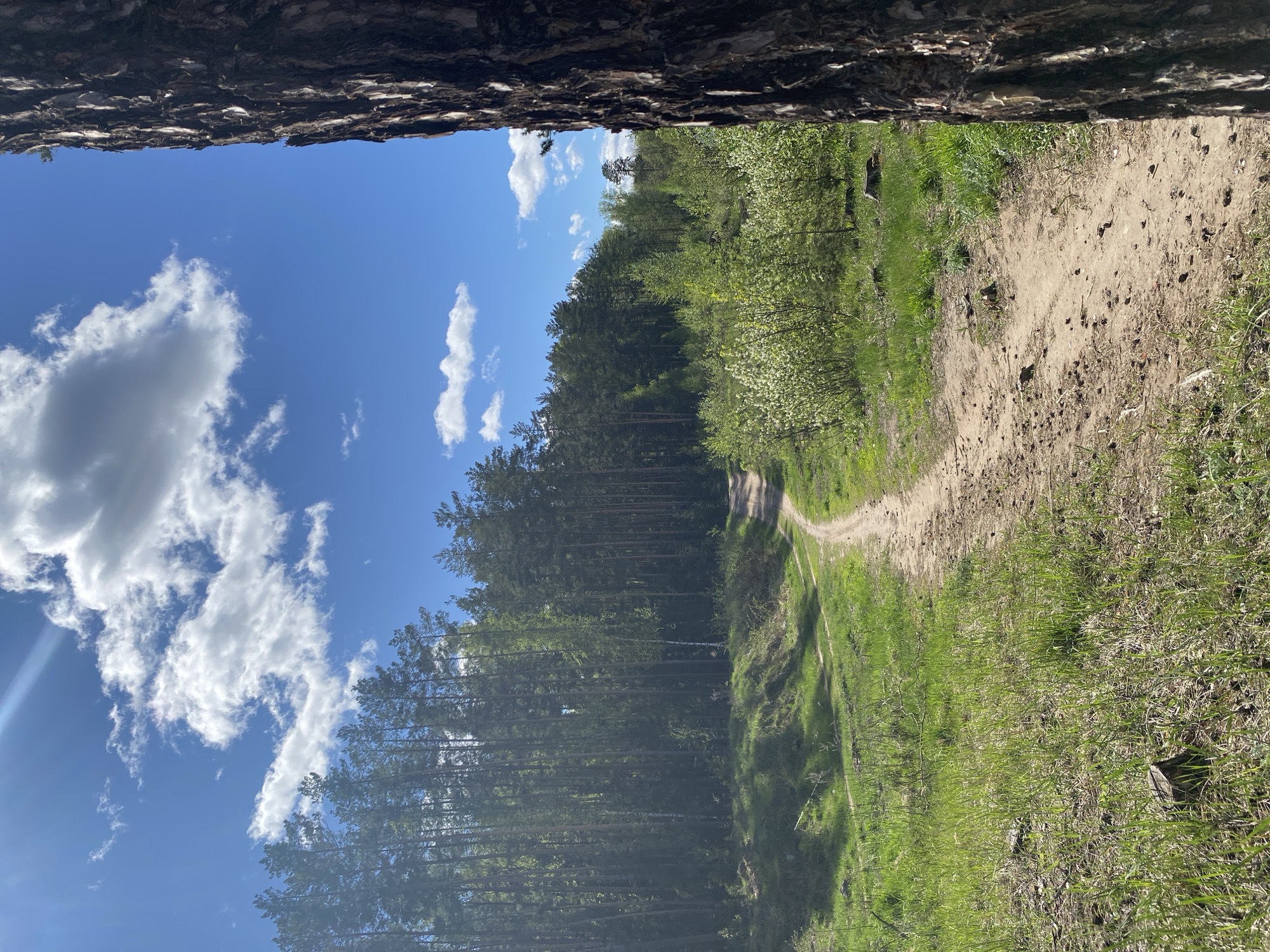 A dirt path is seen leading away from the viewer in a forest. The sky is blue with scattered clouds. The view is framed by tree bark at the top of the image, as if looking up from the base of a tree. The path is flanked by green grass and trees. The photo appears to have been taken in an outdoor environment. There is nothing to verify that it is located in Noviy, Russia.