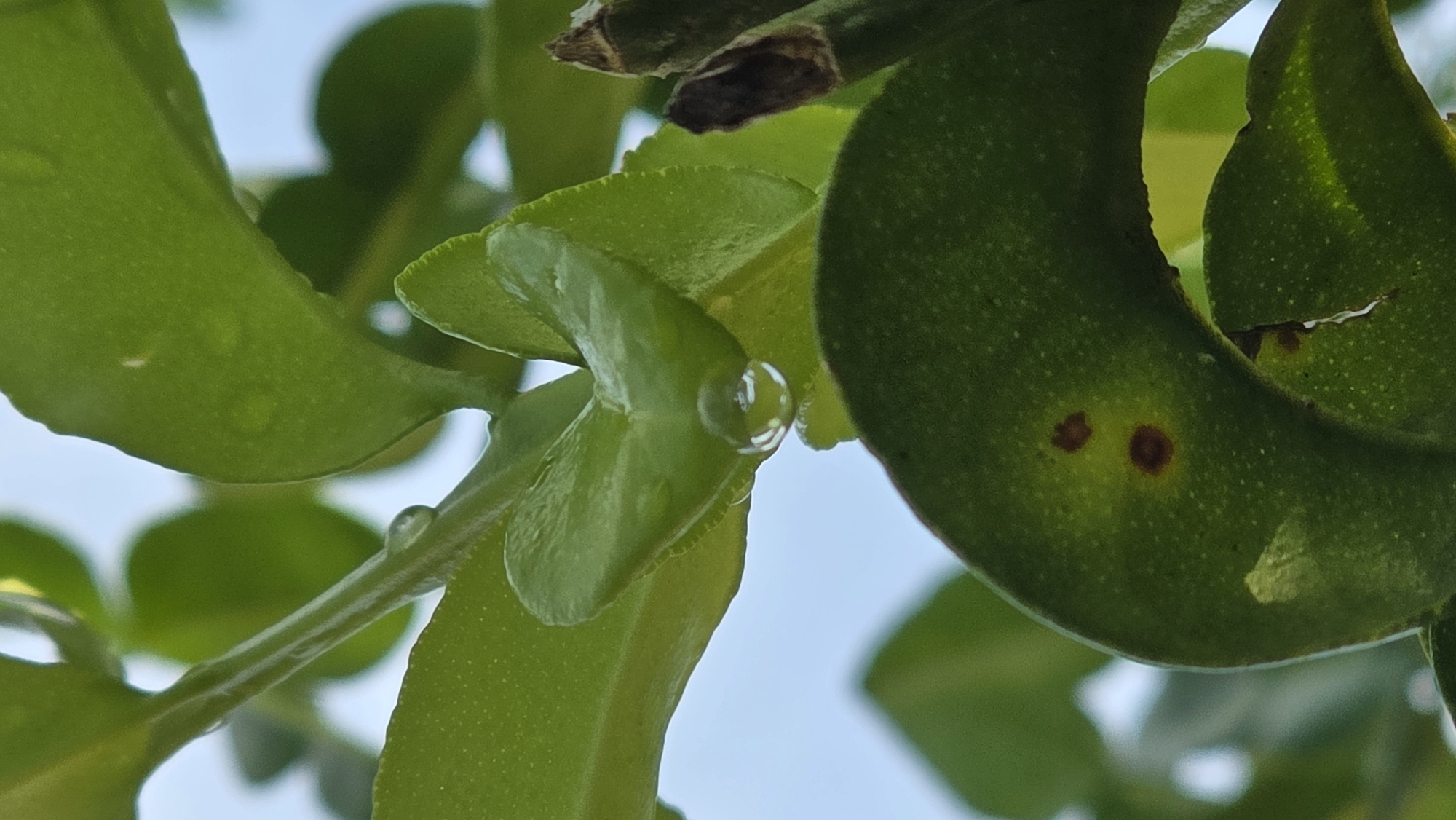 The image shows close-up view of green leaves with water droplets on them, set against a light blue sky. Two brown spots are present on one of the leaves. The image suggests a natural outdoor setting. There is no visible evidence to confirm a location in Lhokseumawe, Indonesia.