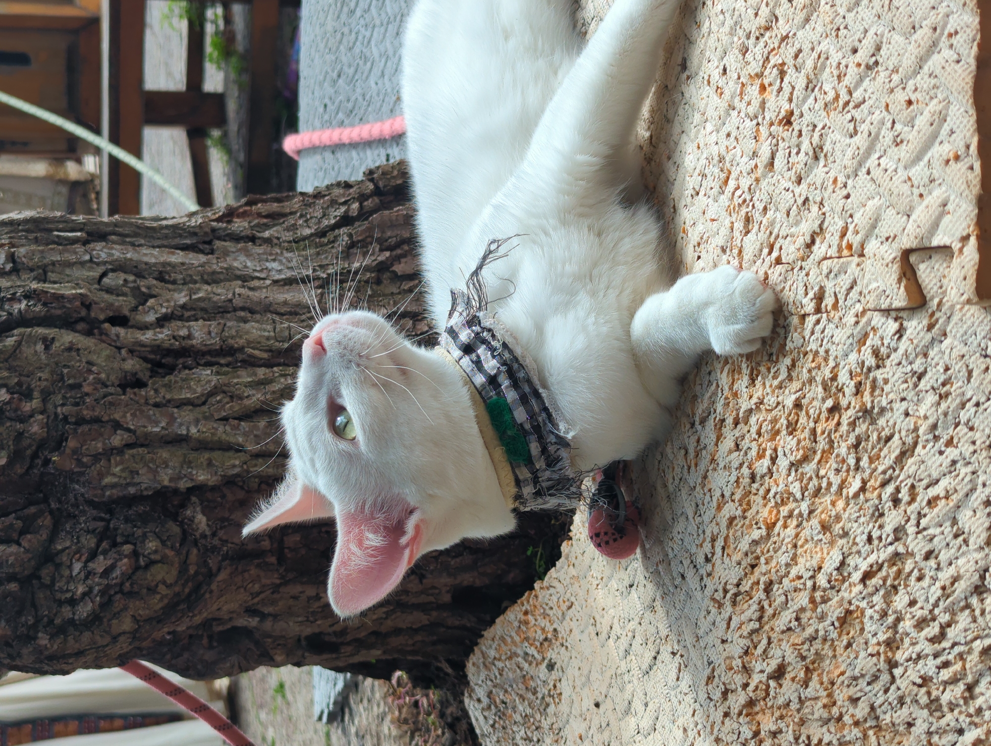 A white cat with green eyes lies on its back on a textured, light-colored surface. The cat is wearing a patterned fabric collar, black and white with green accents, around its neck. A small red object, possibly a toy or decoration, is visible near the cat's paws. The cat is positioned next to a rough, dark tree trunk. In the background, there is a hint of wooden structures and a gray, textured pole with a pink rope wrapped around it. The lighting suggests it is daytime, and the outdoor setting appears to be a garden or a similar natural environment. The cat's pose and relaxed demeanor suggest it is resting or lounging.