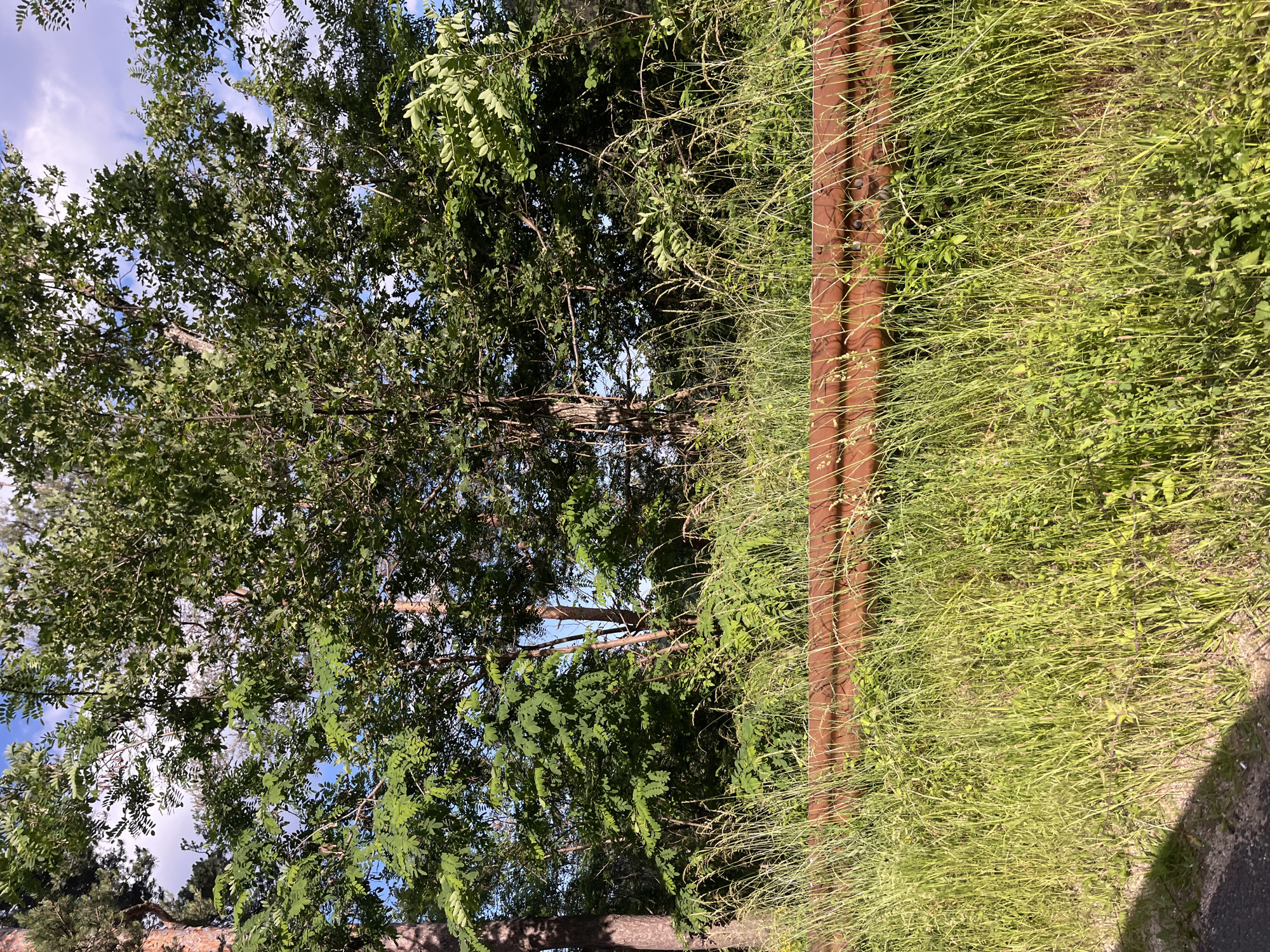 A weathered, rusty metal guardrail runs horizontally across the mid-ground of the image, partially obscured by tall, green grass and weeds. Behind the guardrail, a dense line of trees and foliage forms the background, with patches of blue sky and white clouds visible through the leaves. The overall scene appears to be an outdoor setting, possibly a roadside or park area, with a natural, somewhat unkempt environment. There are no people or animals visible in the image. The image does not provide any specific details to place it in Startsevo, Bulgaria.