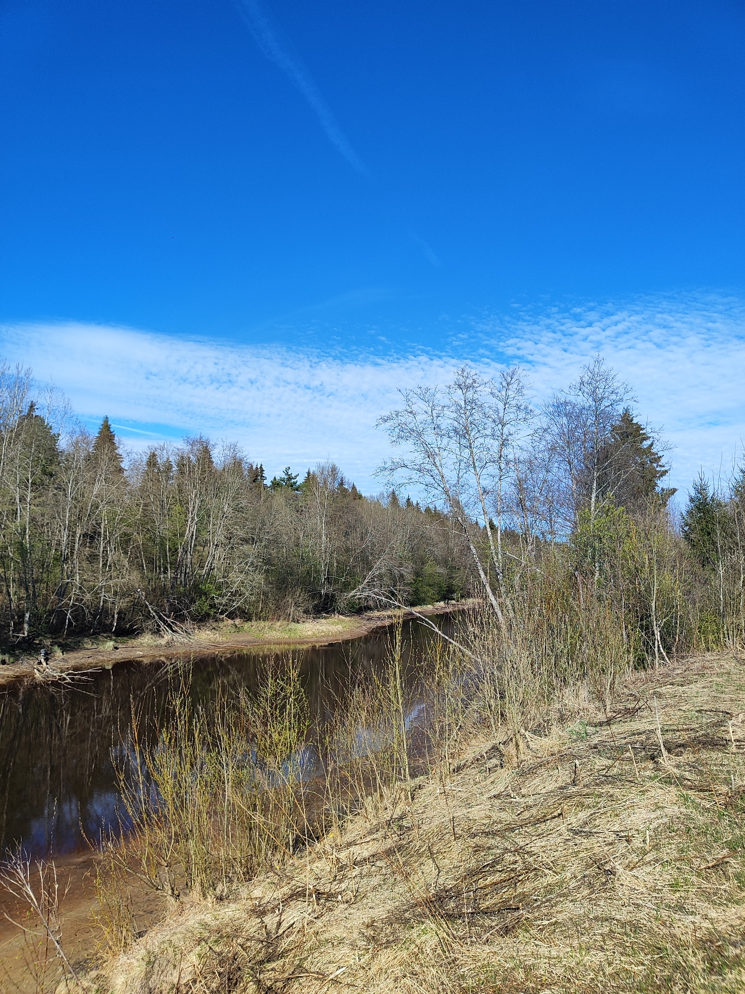 A landscape features a river winding through a wooded area under a blue sky with cirrocumulus clouds. The river reflects the surrounding trees and sky, presenting a dark, almost opaque surface. Along the riverbank, there's a mix of vegetation, including dry grass and shrubs. The trees lining the river are mostly bare, suggesting it may be late autumn or early spring. There is no information on where this image was taken. There is no indication that this scene is in any city. No people are present in this image.