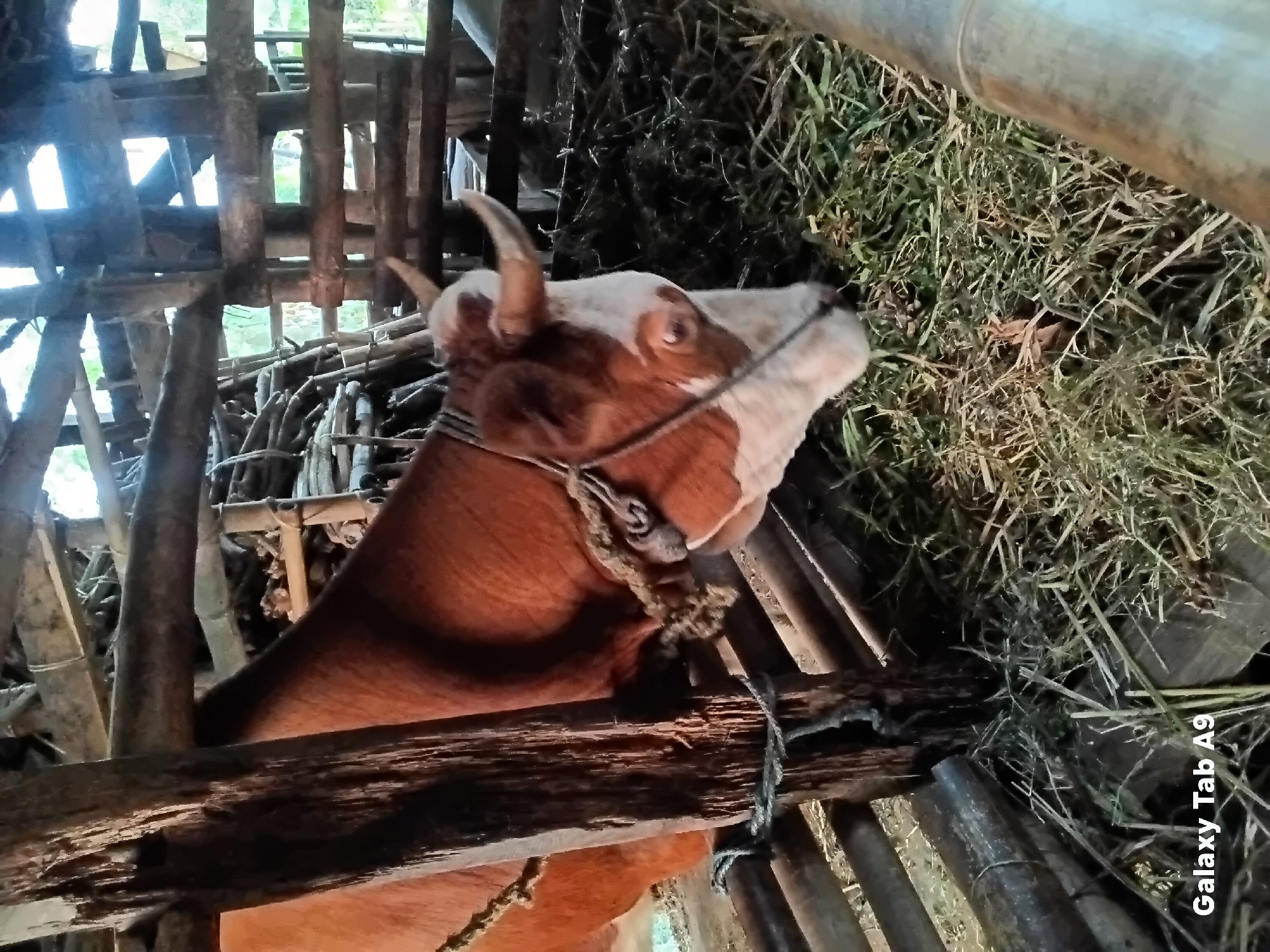 A brown and white cow is tied to a wooden post in a barn. The cow is eating hay. The barn is made of wood and has a thatched roof. There are other cows in the background. The image was taken in Trenggalek, Indonesia.