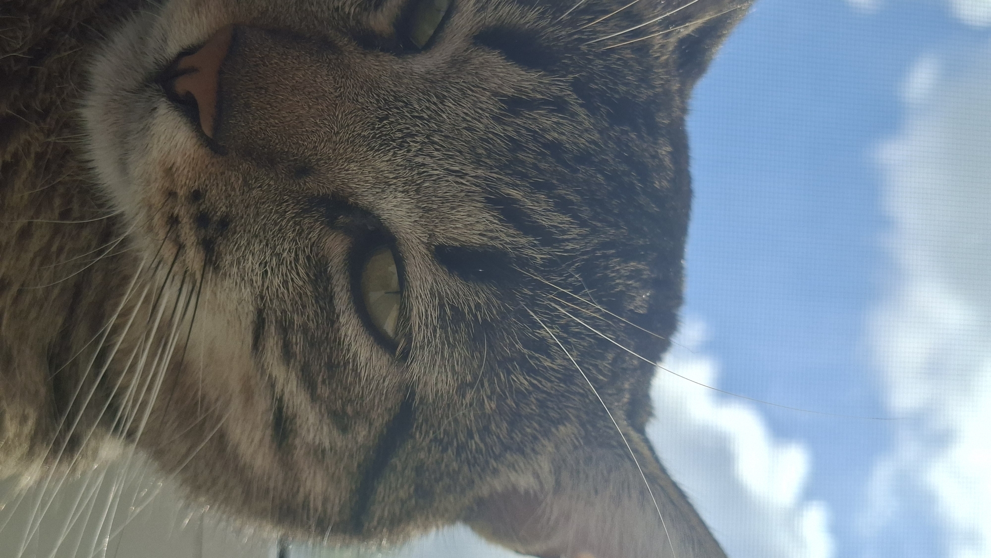 This close-up image features the face of a tabby cat, rotated approximately 90 degrees clockwise. The cat, with its distinctive brown, black, and tan striped fur, dominates the left side of the frame. Its left eye, with a pale green or amber iris, is open and appears to be observing something to the right. The right eye is partially visible, appearing narrowed. Long, white whiskers protrude from its snout, and its nose is a light pinkish-brown. The fur texture is clearly visible, showing individual strands and the intricate patterns of its markings.
The background, filling the right half of the image, is a bright blue sky dotted with soft, white clouds. The presence of a subtle grid-like pattern over the sky suggests the cat is indoors, possibly looking out through a window screen or glass. The clear sky and bright light indicate it is daytime. The cat appears calm and observant, possibly resting on a windowsill and enjoying the view. There is no visible text.