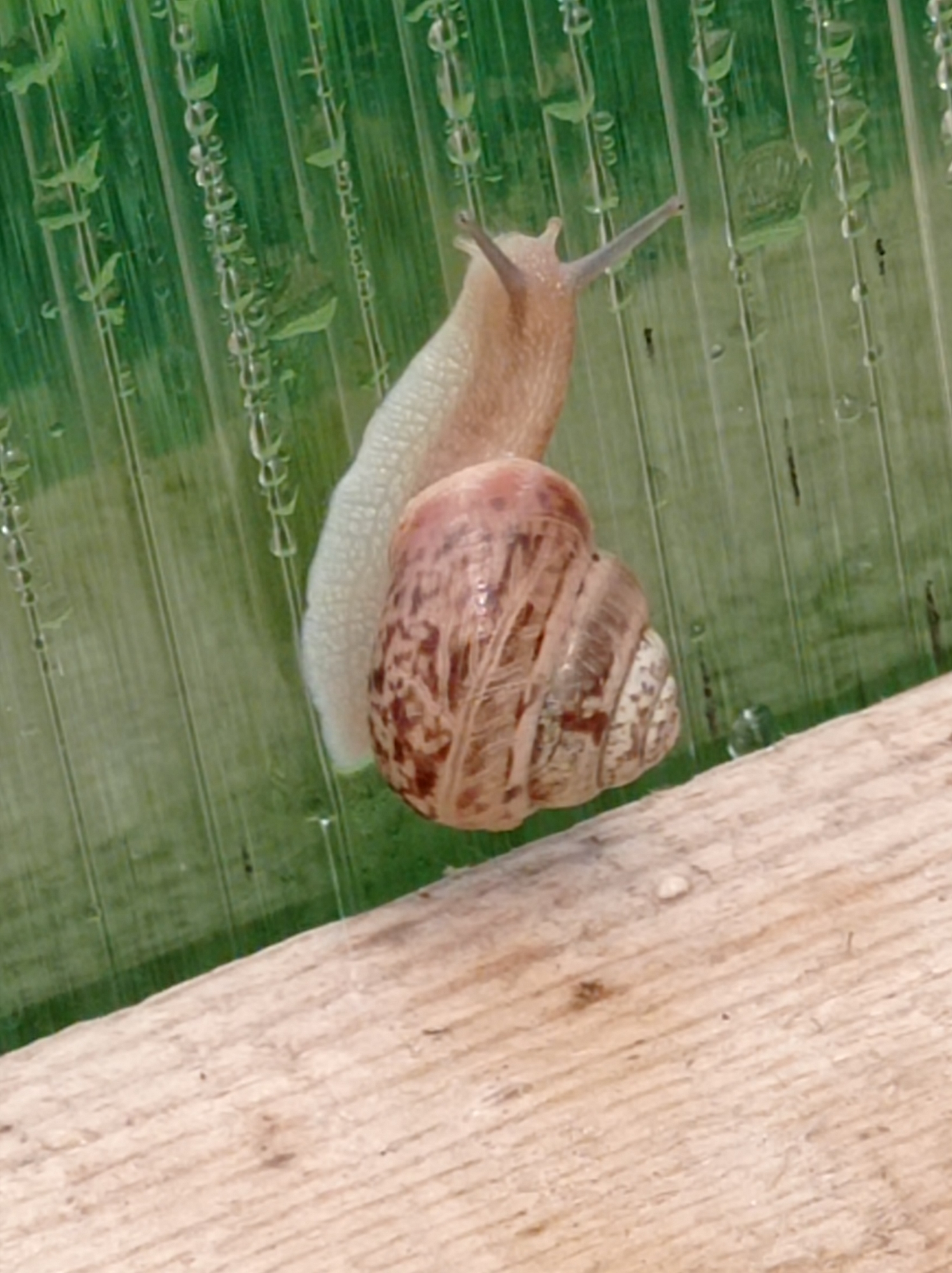 A close-up, eye-level shot captures a snail on a textured green surface, possibly corrugated plastic sheeting with water droplets. The snail, light brown and fleshy, is attached to the surface and has its antennae extended. Its shell, a spiral of brown and tan, is prominent. Below the green surface, a light brown wooden plank with a rough grain is visible. The image does not provide any information or visual cues to suggest a location in the city of Degtyarsk, Russia.