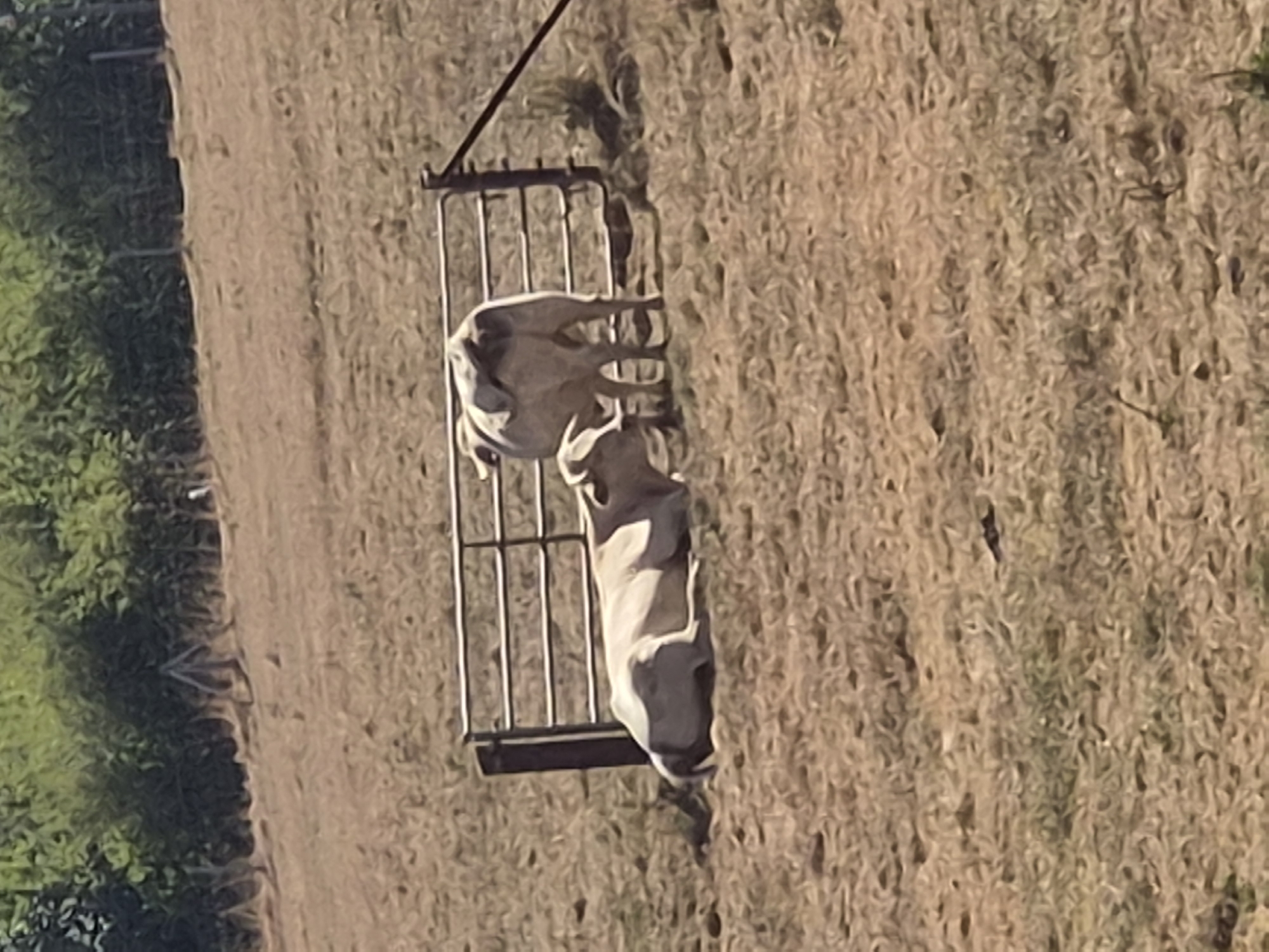 Two cows are in a dry, grassy field with a metal gate in the background. One cow is lying down in the foreground, facing left. The other cow is standing behind it, facing away from the viewer. The field is surrounded by green trees and foliage. The scene appears to be located in a rural area, possibly on a farm. There is no visible information to specifically place this image in Differdange, Luxembourg.