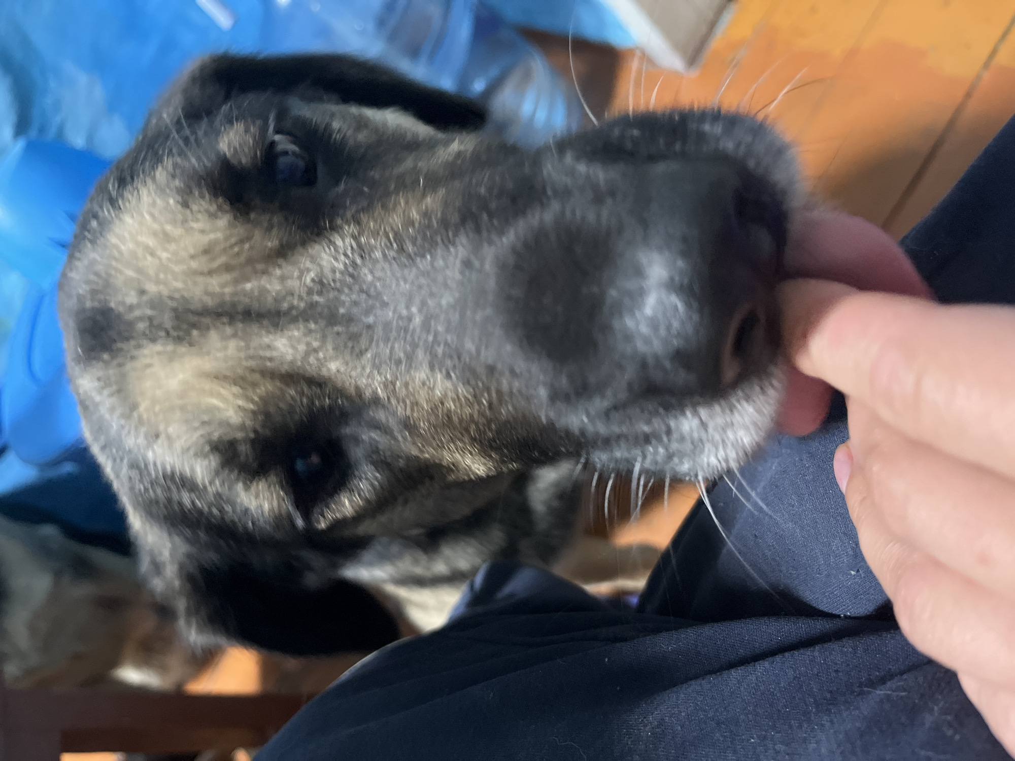 The image captures a close-up, low-angle shot of a dog interacting with a person's hand. The dog, likely a puppy or young dog given its size and features, has a black and tan coat with brindle markings on its face and ears. Its eyes are dark and appear to be looking towards the hand. The dog's snout is extended, with whiskers visible, and it seems to be gently nibbling or touching a finger with its mouth. The person's hand, with visible skin texture and a fingernail, is positioned near the dog's muzzle.
The background is somewhat out of focus, but hints of a domestic setting are present. There are elements of blue plastic, possibly bags or containers, behind the dog. The floor appears to be made of wood planks, suggesting an indoor environment. A hint of wooden furniture is also visible at the bottom left. The lighting suggests it is daytime, as there is a natural light source illuminating the scene. No specific weather conditions are discernible.
The interaction appears affectionate and playful, with the dog's gentle touch on the finger conveying a sense of curiosity and positive engagement. The overall mood is warm and intimate. There is no visible text in the image. The context provided places this scene in Nizhny Tagil, Russia.