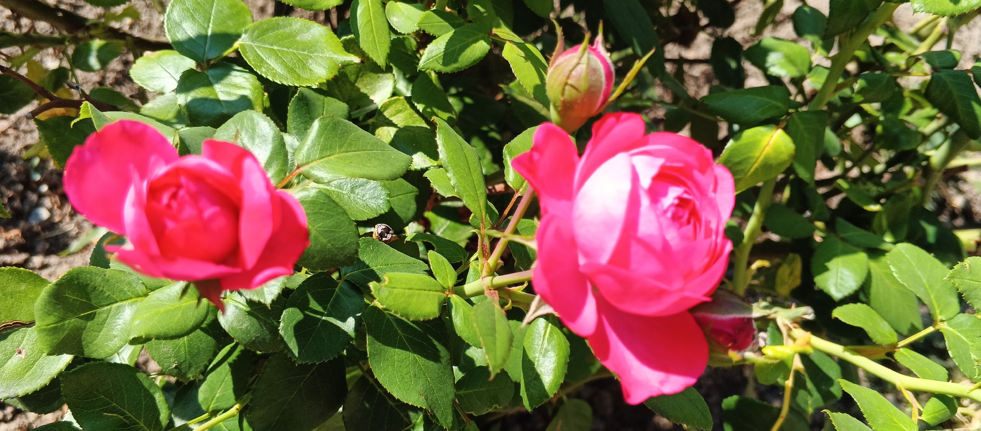 In Berehove, Ukraine, two vibrant pink rose blooms are the central subjects of this image, captured in a close-up, horizontally oriented shot. The rose on the left is slightly more in focus, revealing its layered petals and a hint of its tightly furled center. To its right, a larger, slightly out-of-focus rose dominates the frame, its petals radiating outwards in a dynamic display of color. Between these blossoms, a single rose bud, tightly closed and tinged with red, hints at future bloom.
The roses are nestled amongst a dense arrangement of lush, green leaves, their surfaces varied with sunlight and shadow, suggesting an outdoor, natural setting. The leaves exhibit a healthy, verdant hue, with some catching the light and appearing brighter. A thin, dark stem is visible supporting the rose on the right, while other stems and branches are partially obscured by the foliage. In the background, the ground appears to be a mix of soil and small stones, rendered soft and out of focus. The overall impression is one of a garden or natural landscape, bathed in natural light, highlighting the beauty and delicate structure of the roses.
