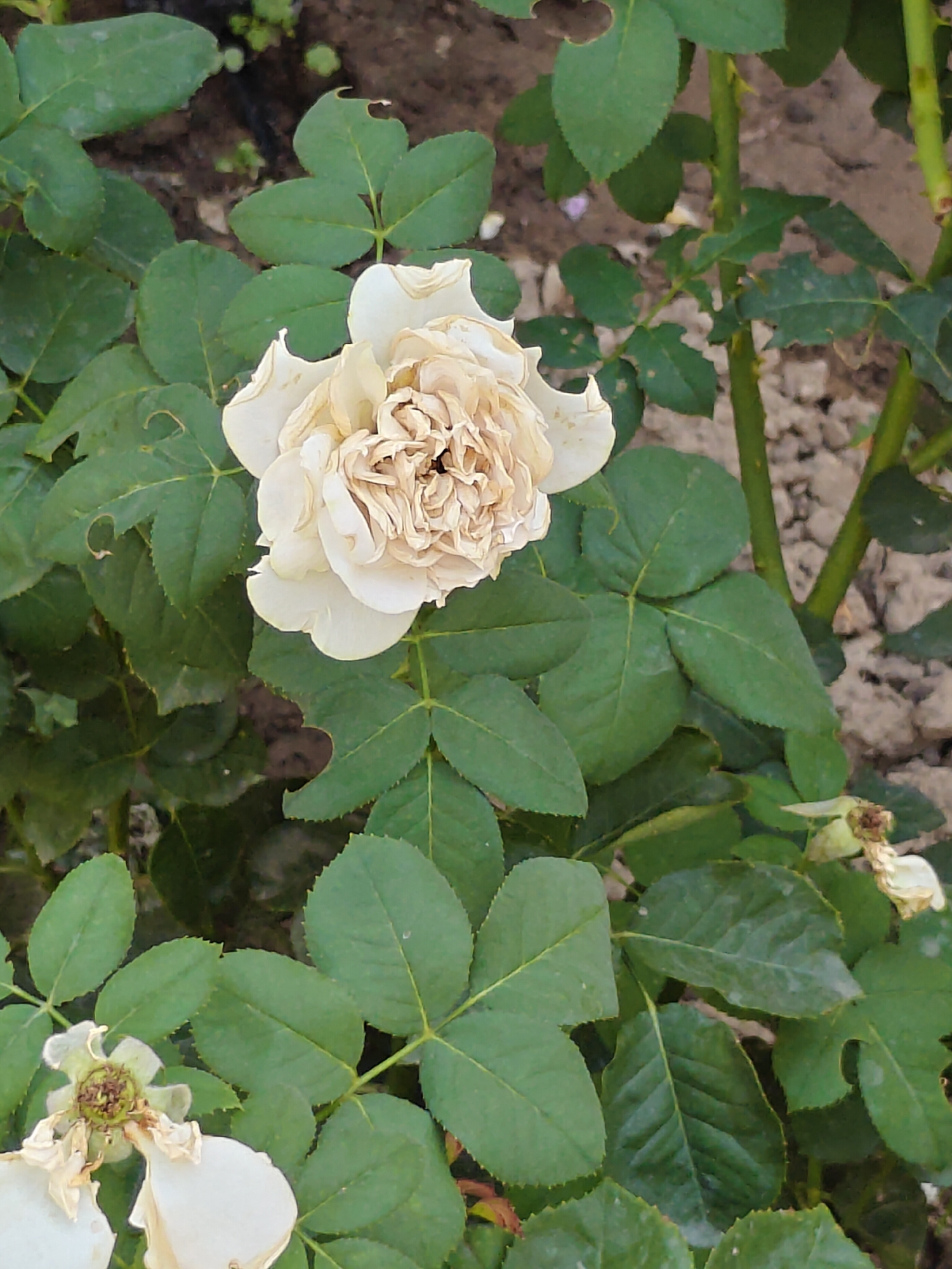 A close-up, eye-level shot of a partially wilted white rose with deep pinkish-brown, dried petals in the center, against a backdrop of green leaves and soil. The rose is positioned slightly left of the center of the frame, with its petals unfurling outwards. The leaves are a vibrant green, some with small, irregular holes, suggesting insect activity. The background consists of dry, cracked soil and scattered small pebbles. The scene appears to be outdoors in a garden setting. There is no indication of the specific location within Tashkent, Uzbekistan.