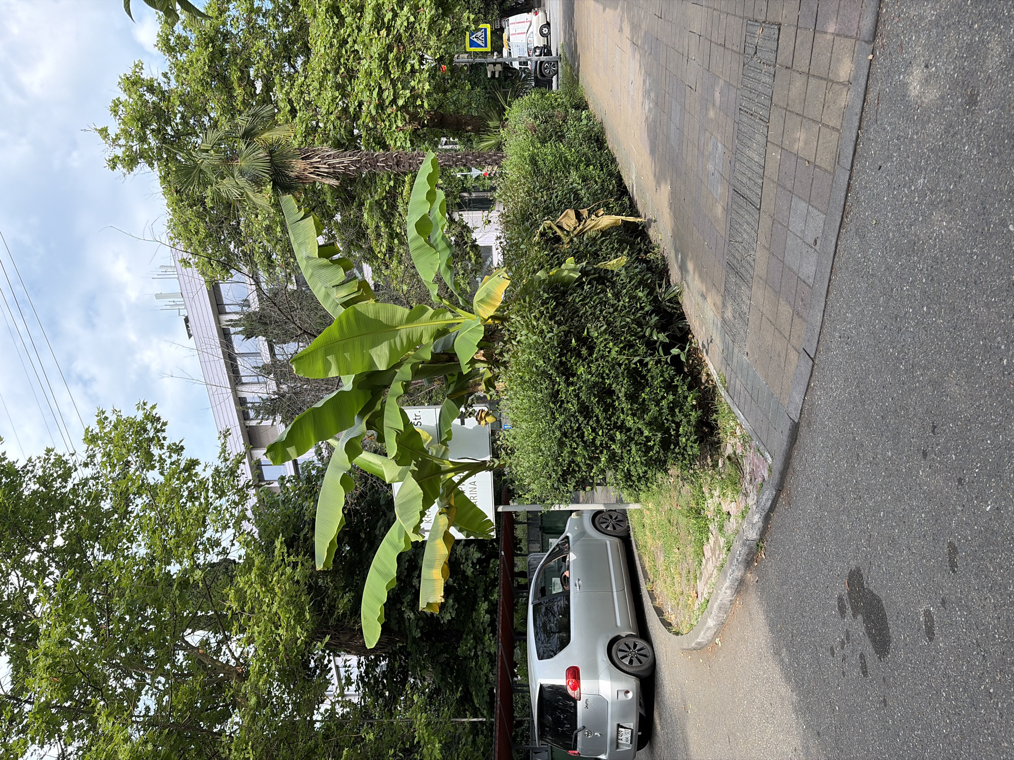 A silver Toyota Porte is parked on a paved street next to a curved concrete curb and a neatly trimmed green hedge. A large banana plant with broad green leaves is situated behind the hedge, and a signpost with text is visible behind it. In the background, a modern building with large windows and trees surround it. Further down the street, a pedestrian crossing with traffic lights is visible, along with a white van and other vehicles. The sky is partly cloudy. The image is taken from a medium-high angle, looking down and across the street.