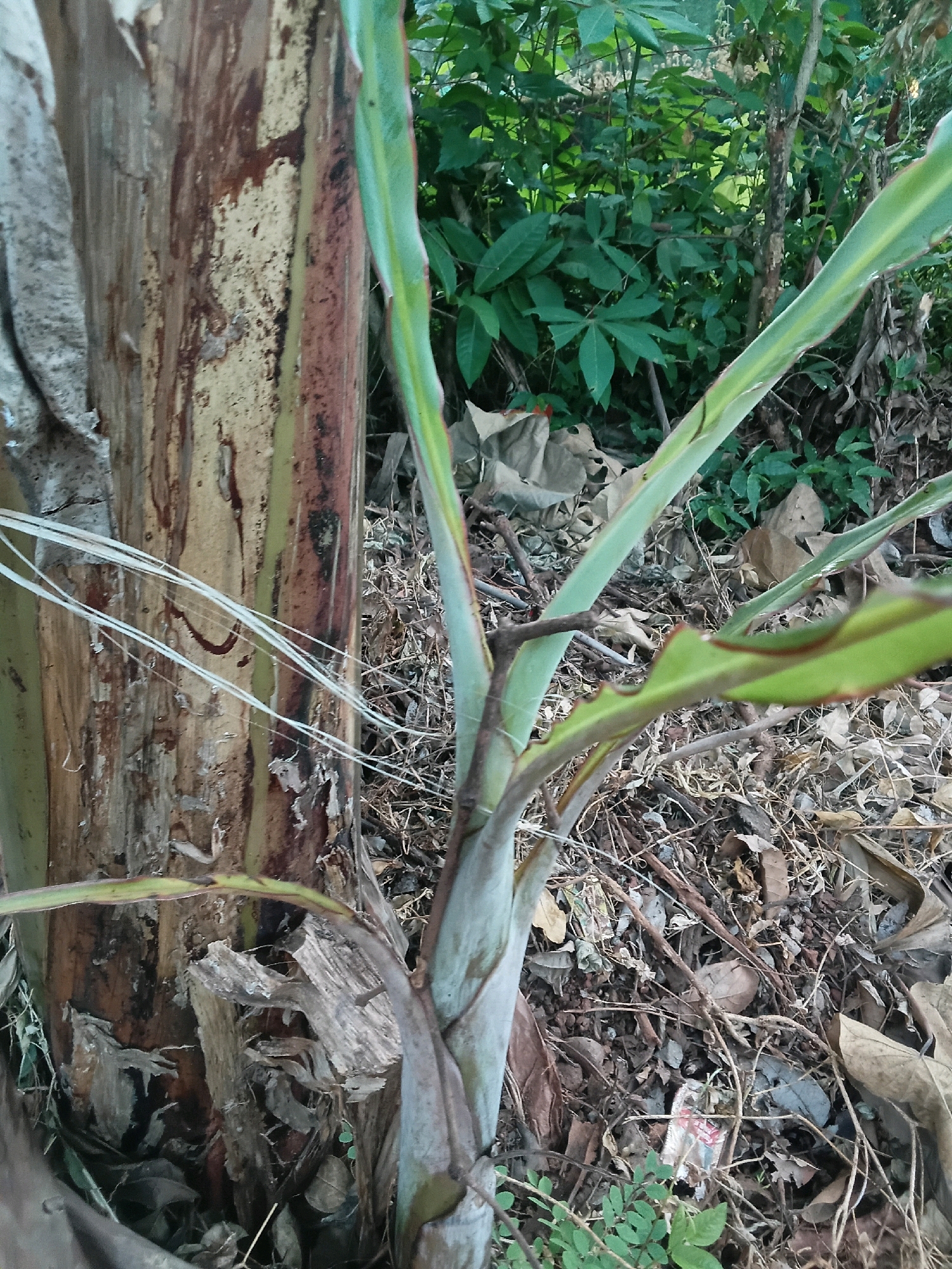 The image captures a close-up view of a banana plant's pseudostem and emerging leaves, situated in a natural, outdoor environment. The pseudostem, which is the trunk-like structure of the banana plant, is weathered and textured with various shades of brown, tan, and hints of green, suggesting age and exposure to the elements. Several dry, fibrous strands hang loosely from its surface. The young leaves of the banana plant are a vibrant green, with some showing reddish-brown edges and visible veins. They are unfurling and arching outwards.
The ground surrounding the plant is covered in a dense layer of dry leaves, twigs, and other organic debris, indicating a natural, possibly unkempt, setting. In the background, a lush green canopy of various trees and foliage creates a dense, verdant backdrop. The lighting suggests an overcast or shaded condition, with soft shadows.
The location provided is Chalissery, India. This image, therefore, depicts a scene within the natural landscape of Chalissery, characterized by the presence of banana plants and the typical vegetation found in such a tropical or subtropical region. There are no people or animals visible in the image, and no specific actions or interactions are depicted. The scene is static and focused on the botanical elements.