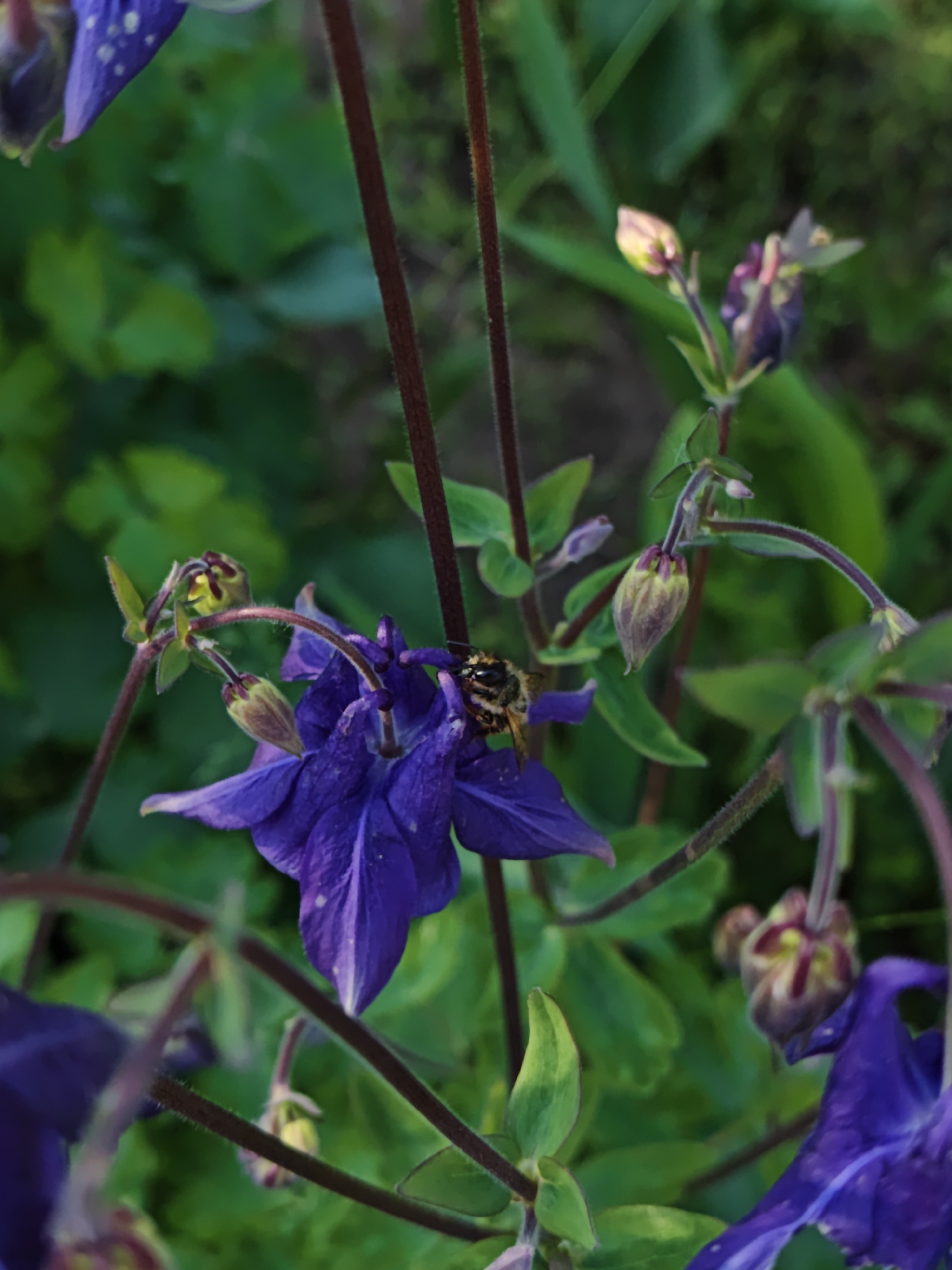 The image shows a close-up view of a purple Columbine flower in a garden setting. A bee is positioned on the flower's petals, presumably collecting nectar or pollen. The background consists of green foliage, suggesting a natural or cultivated garden environment. The photo was taken in Parkhomivka, Ukraine.