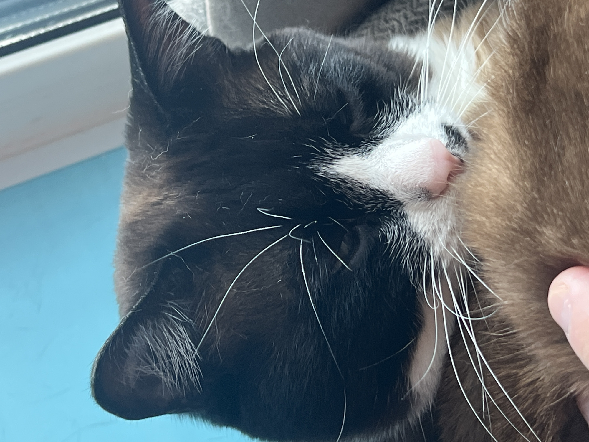 A close-up, vertically oriented shot features the left side of a sleeping or resting cat's head. The cat has striking black and white fur, with a prominent pink nose. Long, white whiskers extend from its muzzle. The left ear is visible at the bottom left, partially cropped. On the right side of the frame, a patch of light brown or ginger fur is visible, and a human finger gently touches the cat's fur, suggesting an affectionate interaction. The cat's eyes are closed, conveying a sense of peace and relaxation. The background is a bright light blue, possibly a wall or a brightly lit window, with a white, horizontal ledge visible in the upper left corner. The lighting is bright, suggesting it is daytime. The scene takes place indoors, likely a home, in Noviy, Russia. No text is visible in the image.