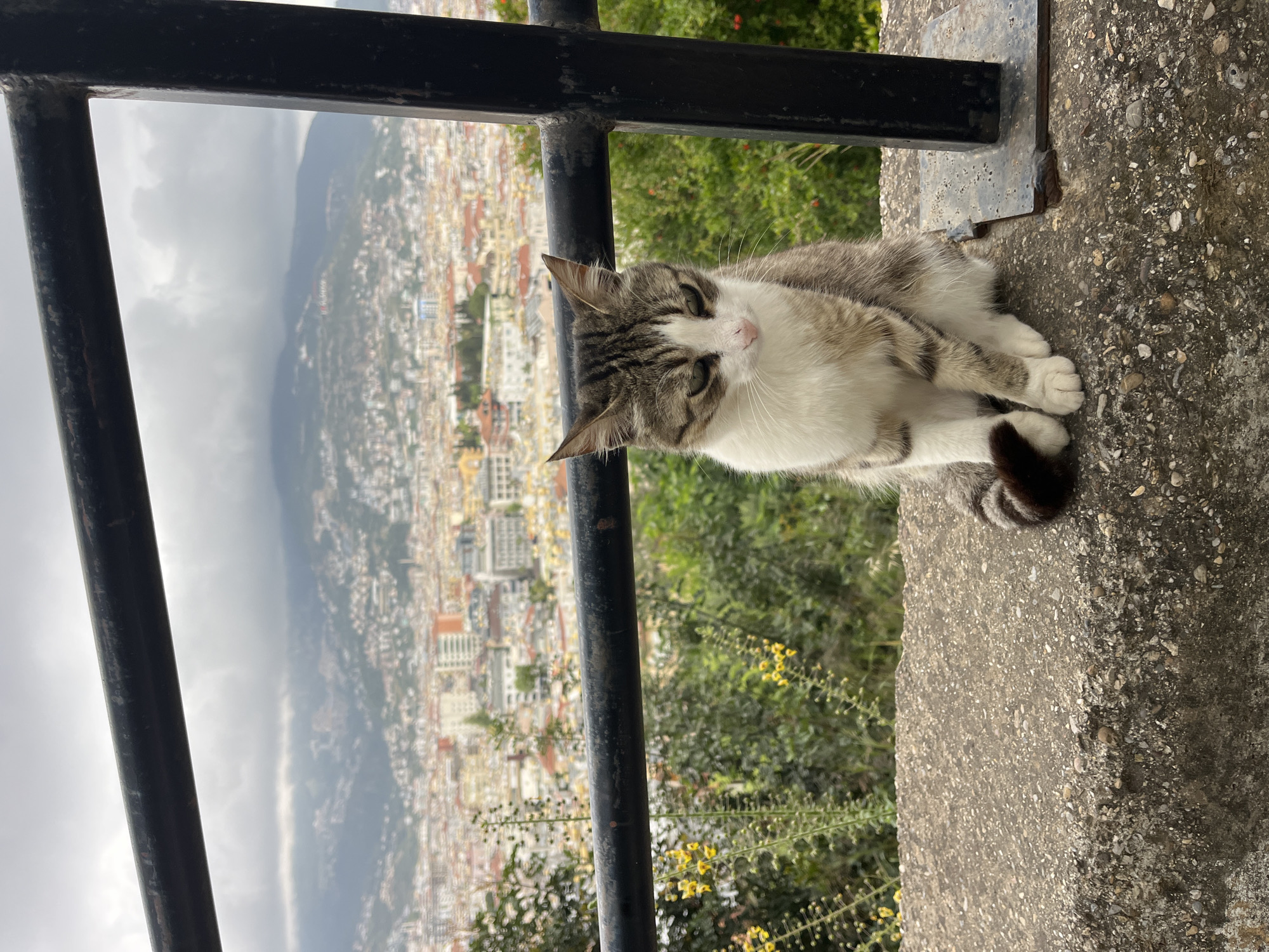 A cat rests on a concrete ledge in front of a black metal railing, overlooking the city of Alanya, Turkey. The cat is predominantly white with gray and brown tabby markings on its head and back, and it has a dark brown-ringed tail. The background features the urban landscape of Alanya, including buildings and hills, under a cloudy sky. Green vegetation grows between the railing and the ledge.