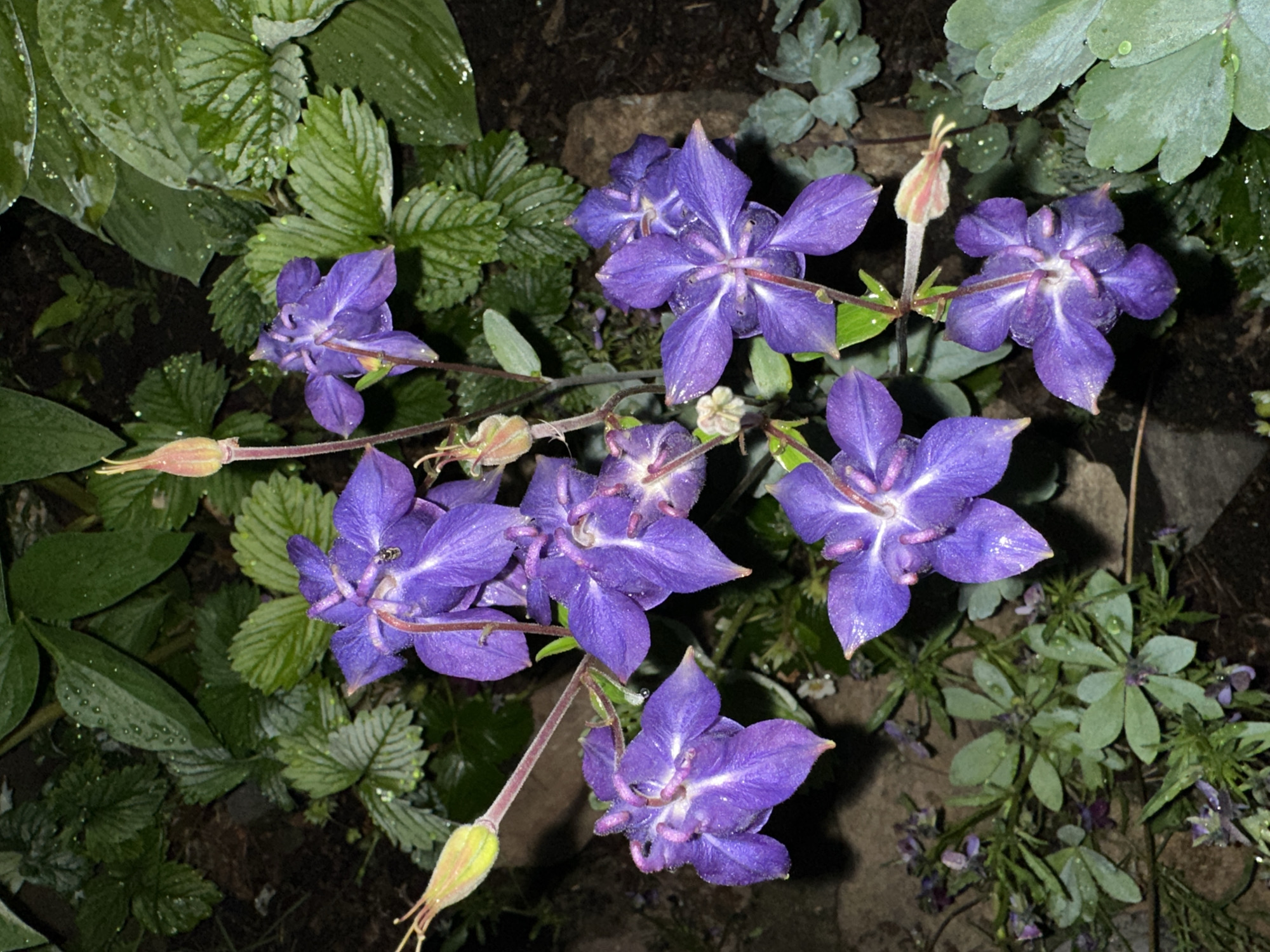 A cluster of multiple purple Aquilegia (Columbine) flowers, varying in bloom stage and featuring visible white centers, is centered in a garden at an unknown location in Unknown, Unknown. Water droplets are visible on the petals and surrounding foliage, suggesting recent precipitation. The flowers are arranged on slender green stems amidst a dense array of green plants. In the background and surrounding the main flower cluster, various plants are visible, including several with serrated, trifoliate leaves resembling wild strawberries, and larger, smoother leaves possibly belonging to Hostas. The ground consists of dark soil with visible rocks. A small, dark insect is present on one of the upper purple flowers. The scene is illuminated, suggesting artificial light or a flash, contrasting with the dark background. Smaller, low-growing green plants with tiny purple flowers are visible in the lower-left section of the image.