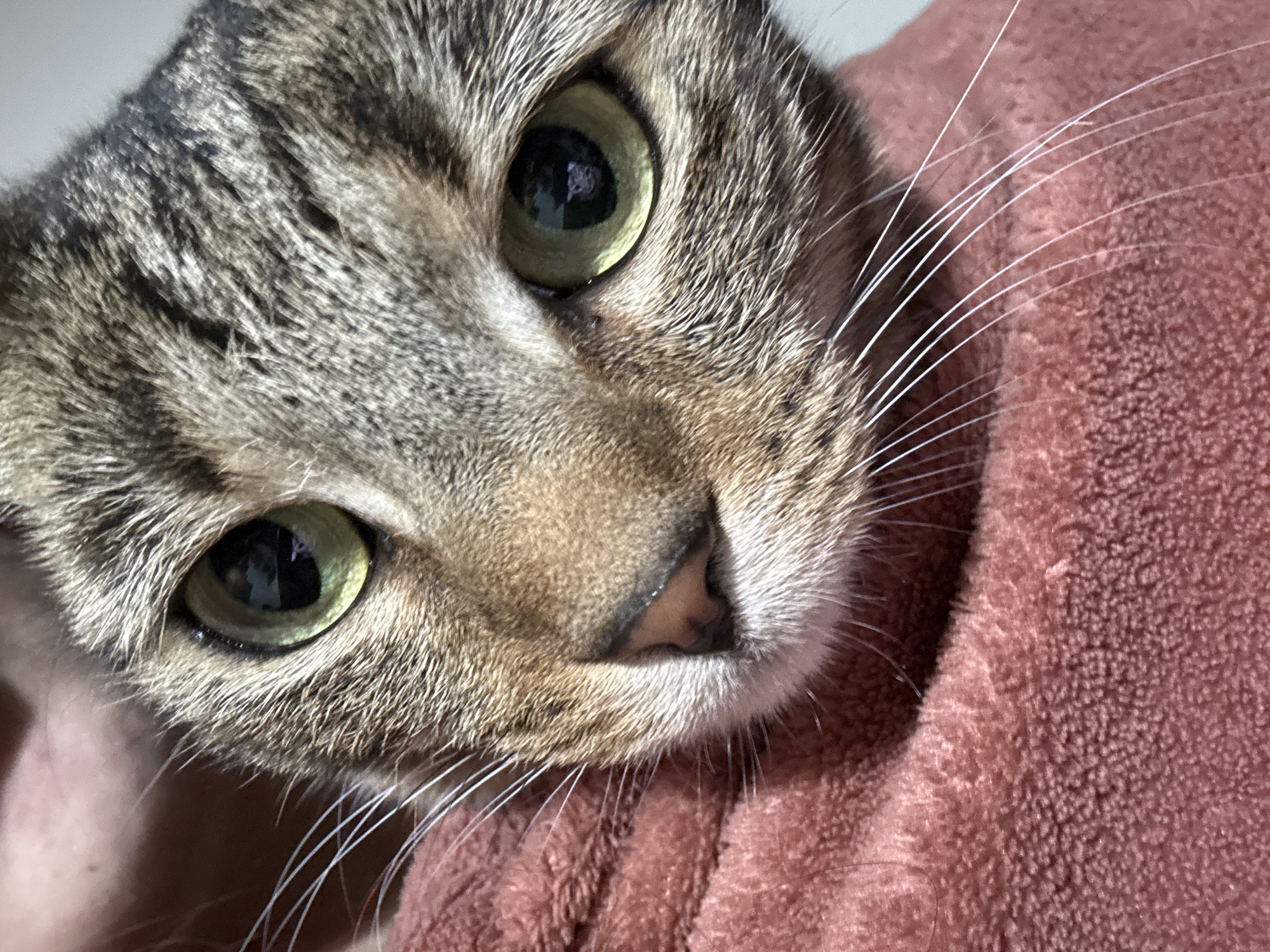 A close-up shot focuses on the face of a tabby cat. The cat has green eyes and a pink nose. Its whiskers are white and prominent. The cat is lying on a pink, textured surface. There is no indication of Desborough, United Kingdom in the image.