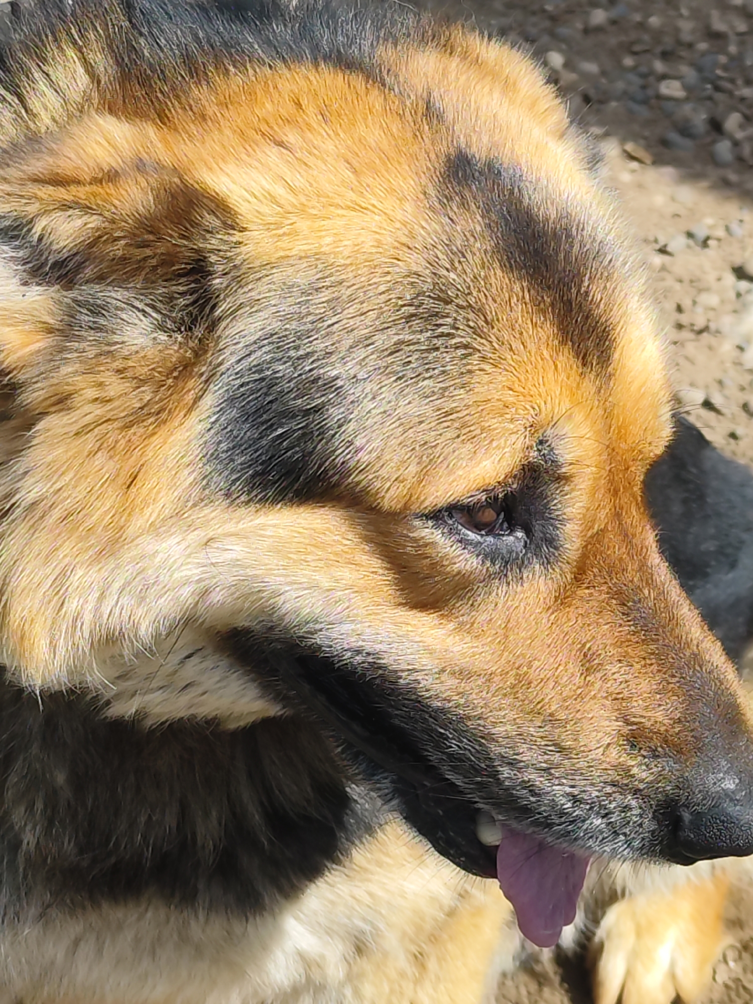 The image shows a close-up of a brown and black dog's head. The dog's mouth is slightly open, and its tongue is visible. The background is blurred, suggesting the dog is outside. The exact location in the city of Unknown, Unknown is not discernible.