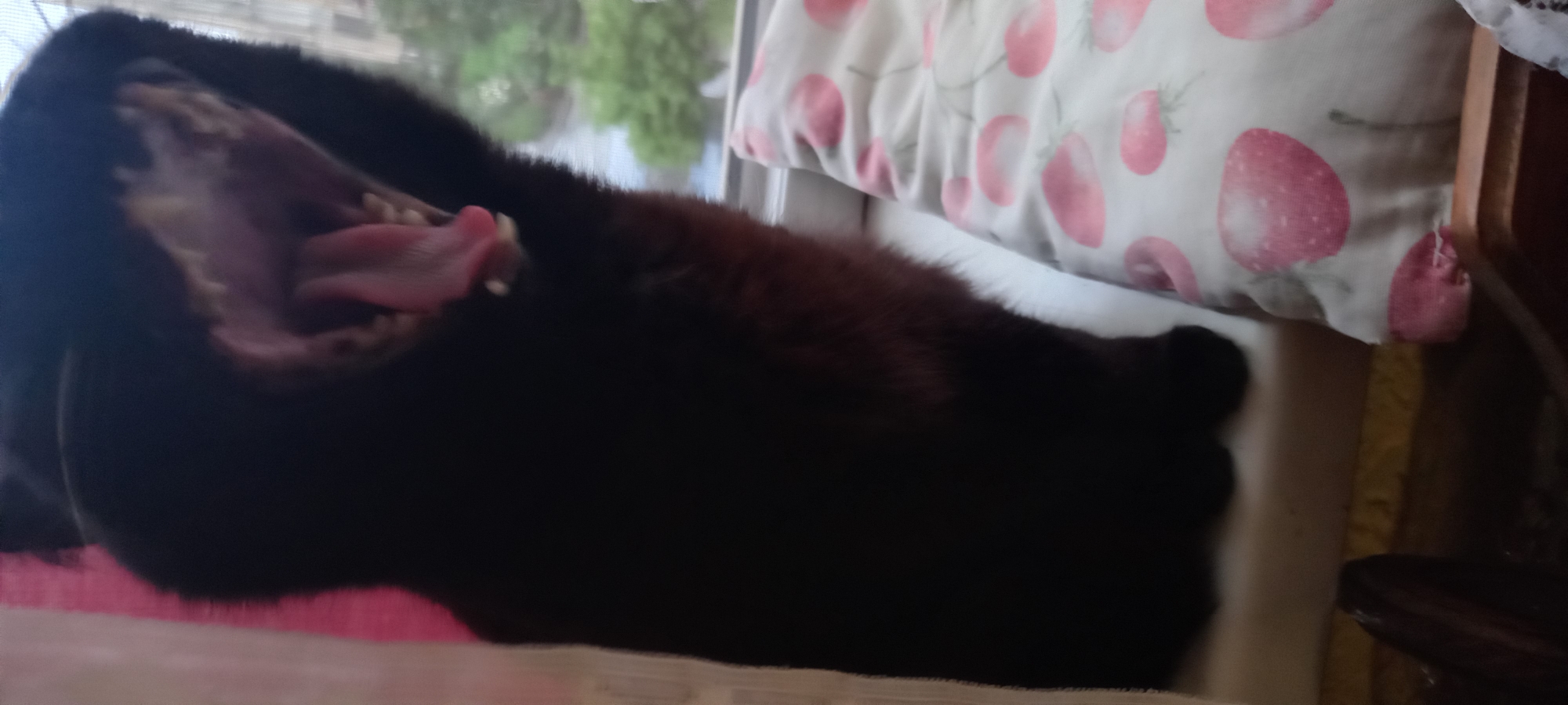 A black cat is captured mid-yawn, its mouth wide open revealing its tongue and teeth. The cat is positioned on a windowsill, with a pink and white striped curtain on the left and a pillow with a strawberry pattern on the right. Through the window, a blurred background shows greenery and buildings, suggesting an urban setting. The image was taken in Kryvyi Rih, Ukraine.