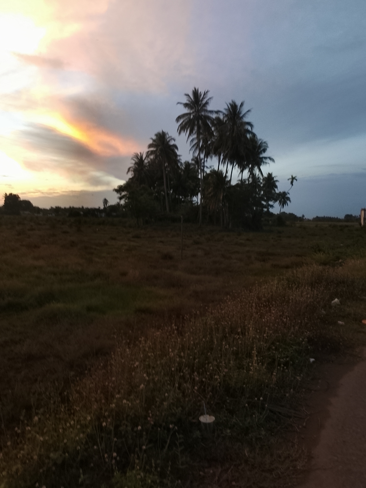 The image depicts an outdoor scene, likely a rural or semi-rural area, at dusk. The sky is a gradient of colors, with soft pinks and oranges on the left transitioning to a muted blue and grey on the right, suggesting a sunset or sunrise. A cluster of palm trees dominates the middle ground, silhouetted against the sky, with some smaller trees and vegetation surrounding them. The foreground is a field of dry grass and scattered small plants, with a dirt path visible on the right side of the frame. The lighting suggests low light conditions. There are no people or animals visible in the image. The overall atmosphere is serene and natural. The location is identified as Dayah Kruet, Indonesia.